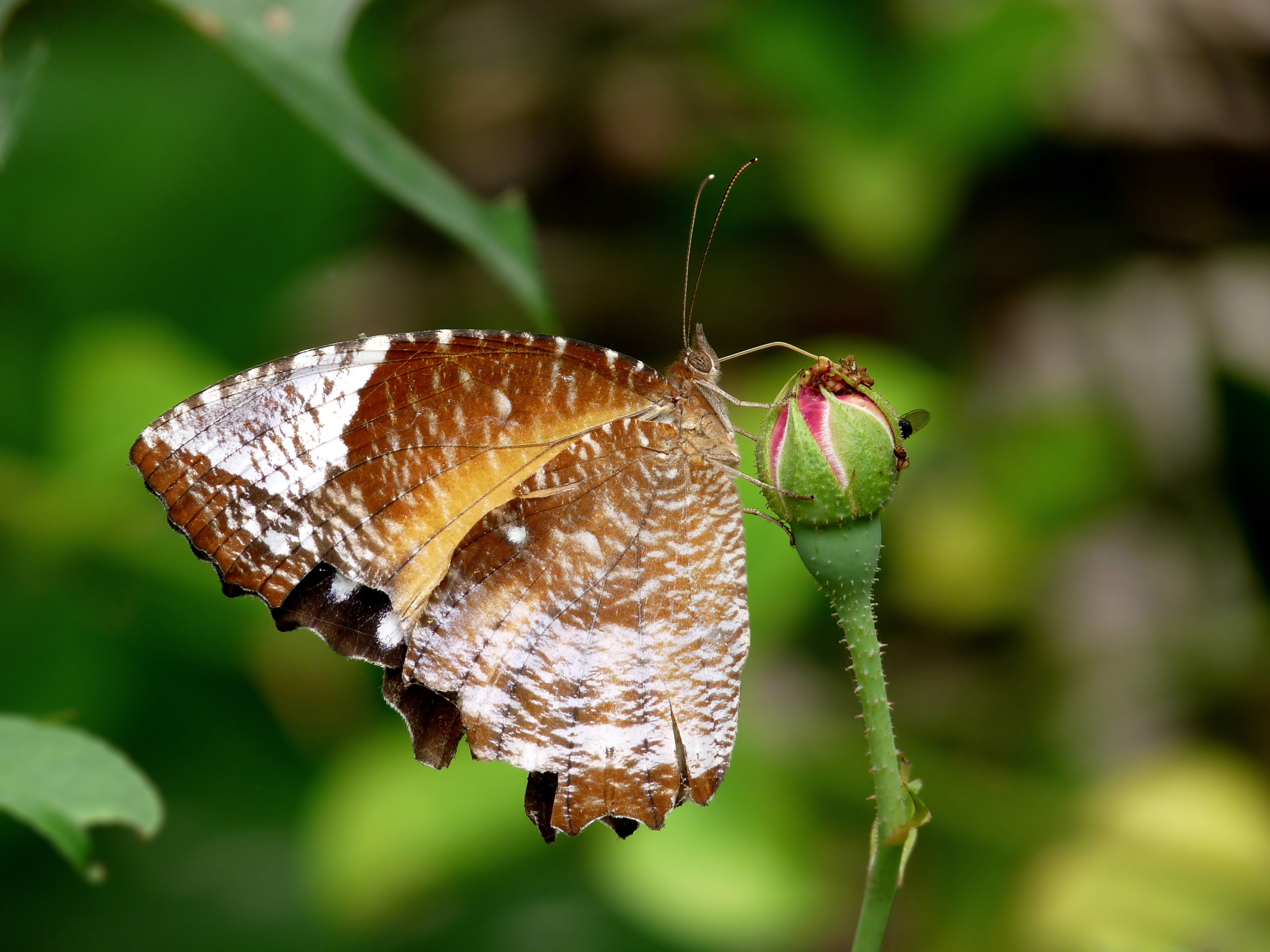 896263 Papéis de parede e Mosca De Cauda imagens na área de trabalho. Baixe os protetores de tela  no PC gratuitamente