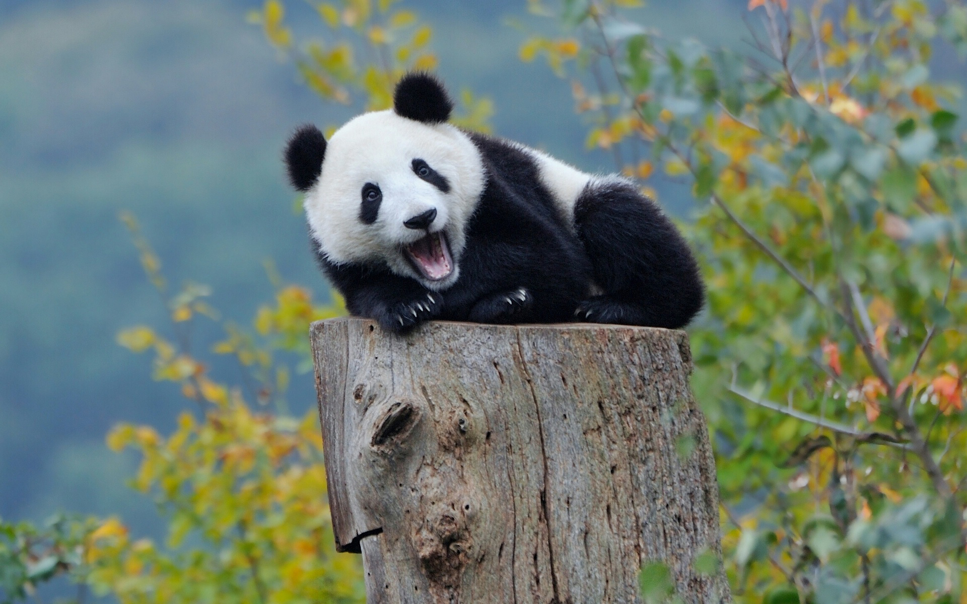 Handy-Wallpaper Tiere, Panda kostenlos herunterladen.