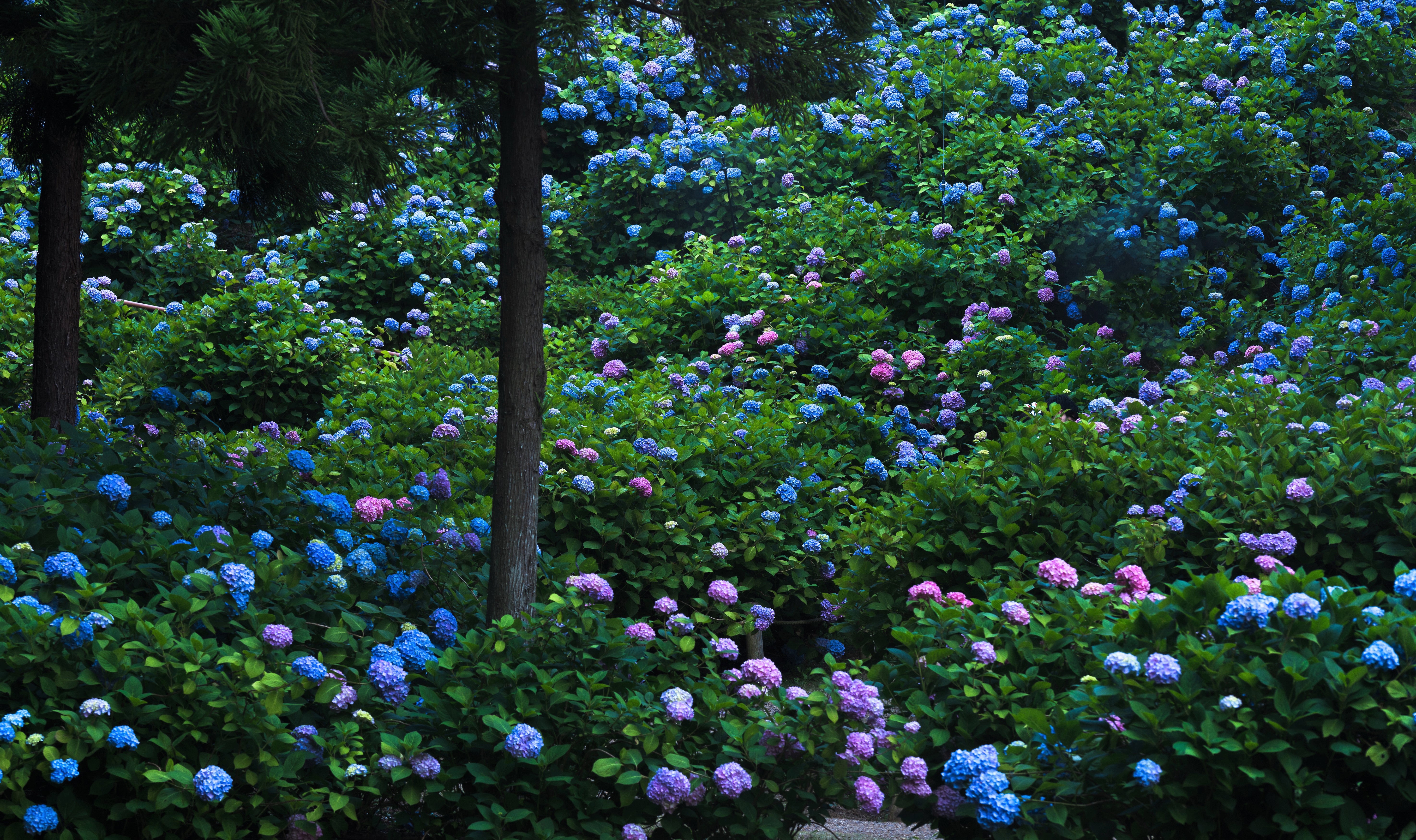 Laden Sie das Blume, Park, Blatt, Garten, Fotografie, Hortensien, Pinke Blume, Blaue Blume-Bild kostenlos auf Ihren PC-Desktop herunter