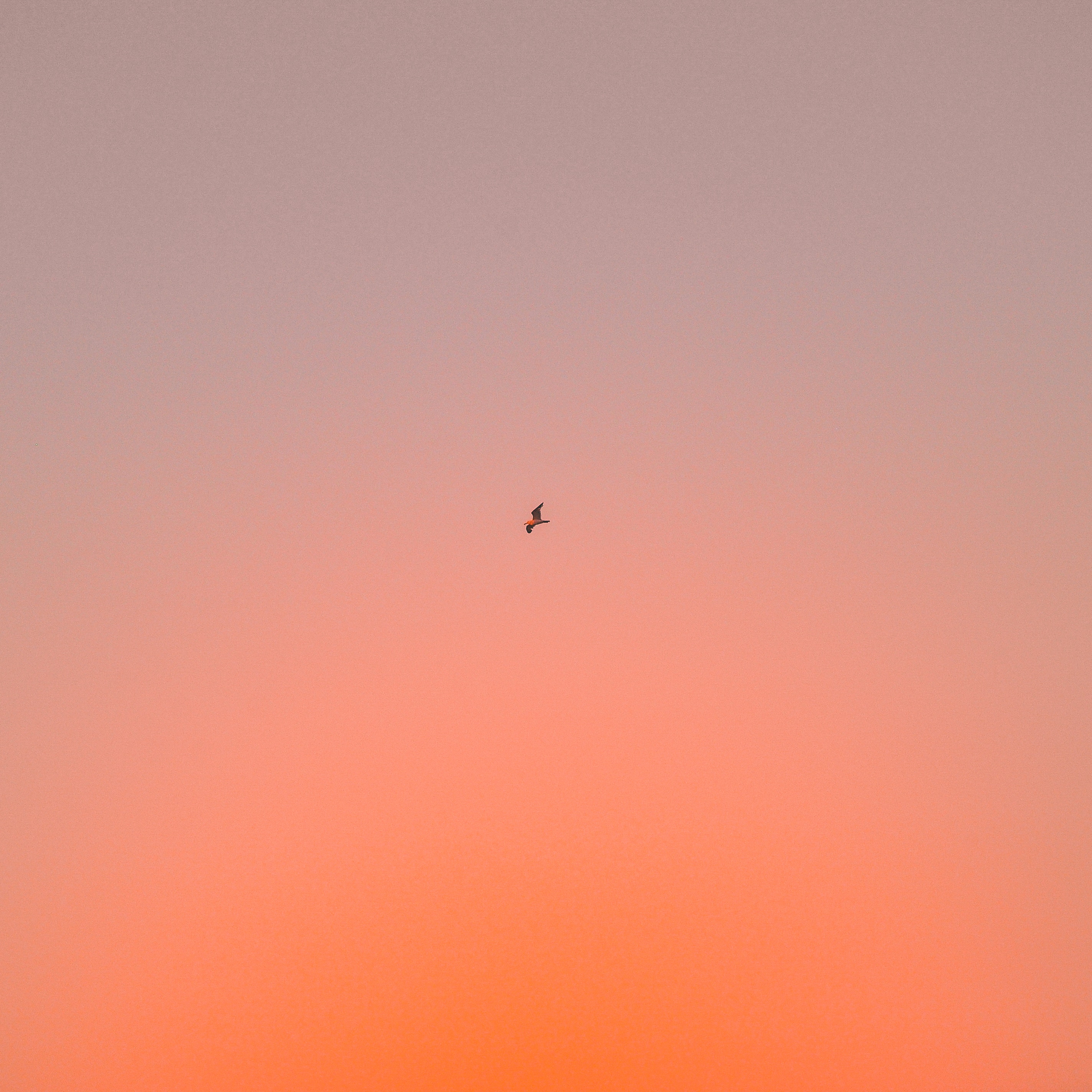 Mobile wallpaper gradient, minimalism, bird, sky, flight