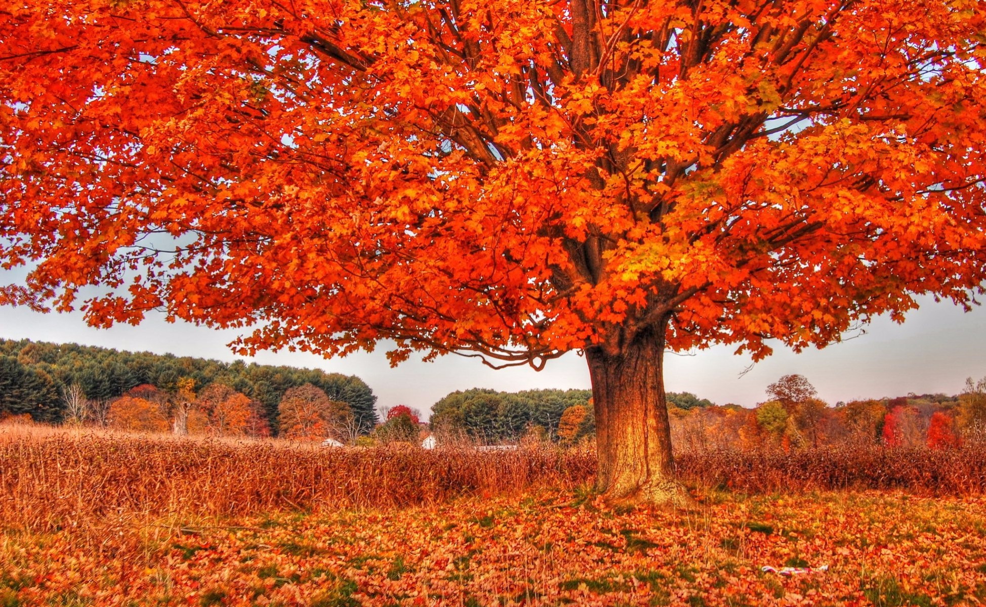 Скачать картинку Деревья, Осень, Дерево, Земля/природа, Оранжевый Цвет) в телефон бесплатно.