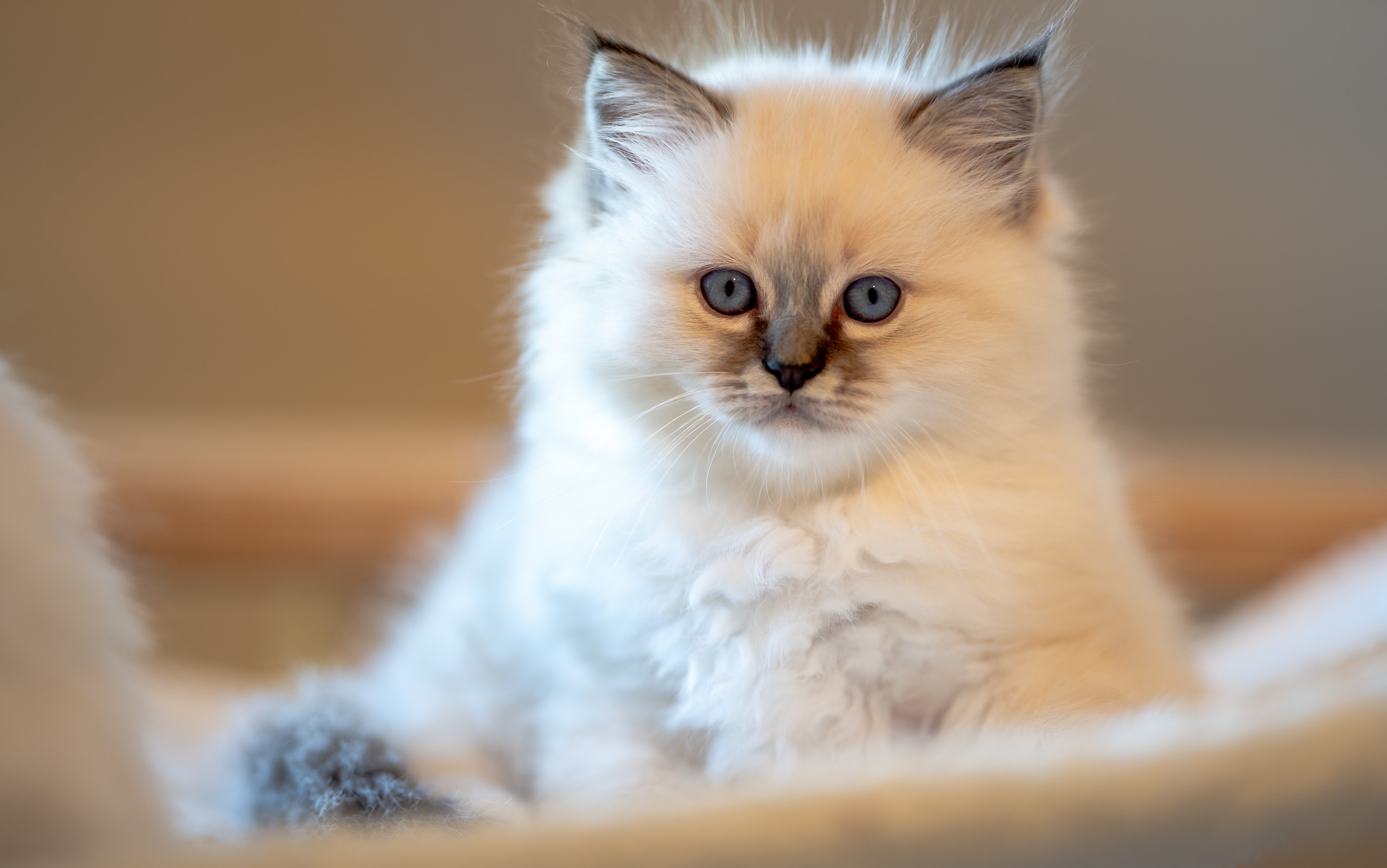 Download mobile wallpaper Cats, Cat, Kitten, Animal, Ragdoll, Baby Animal for free.