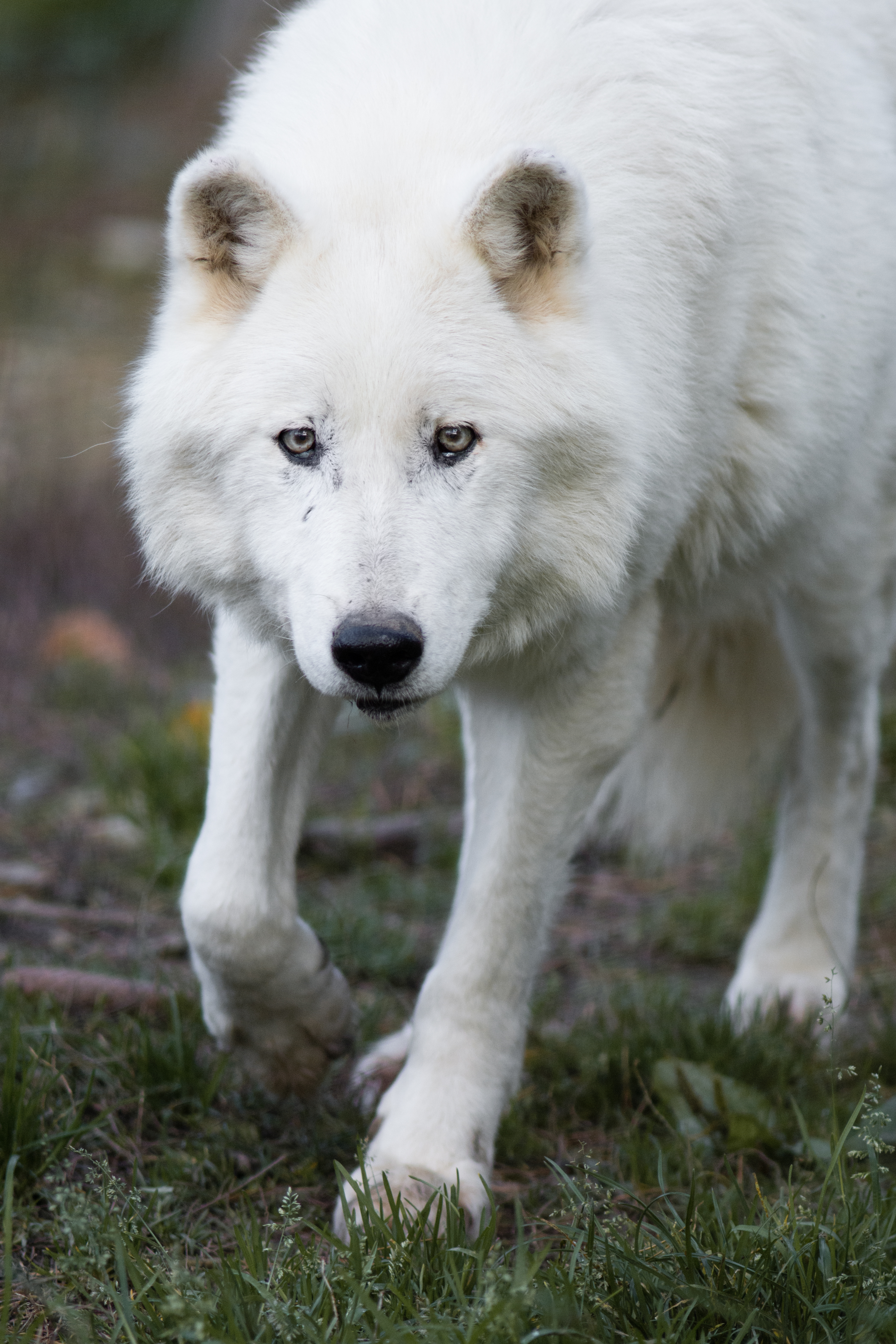 無料モバイル壁紙動物, プレデター, 白い, 捕食者, 狼をダウンロードします。