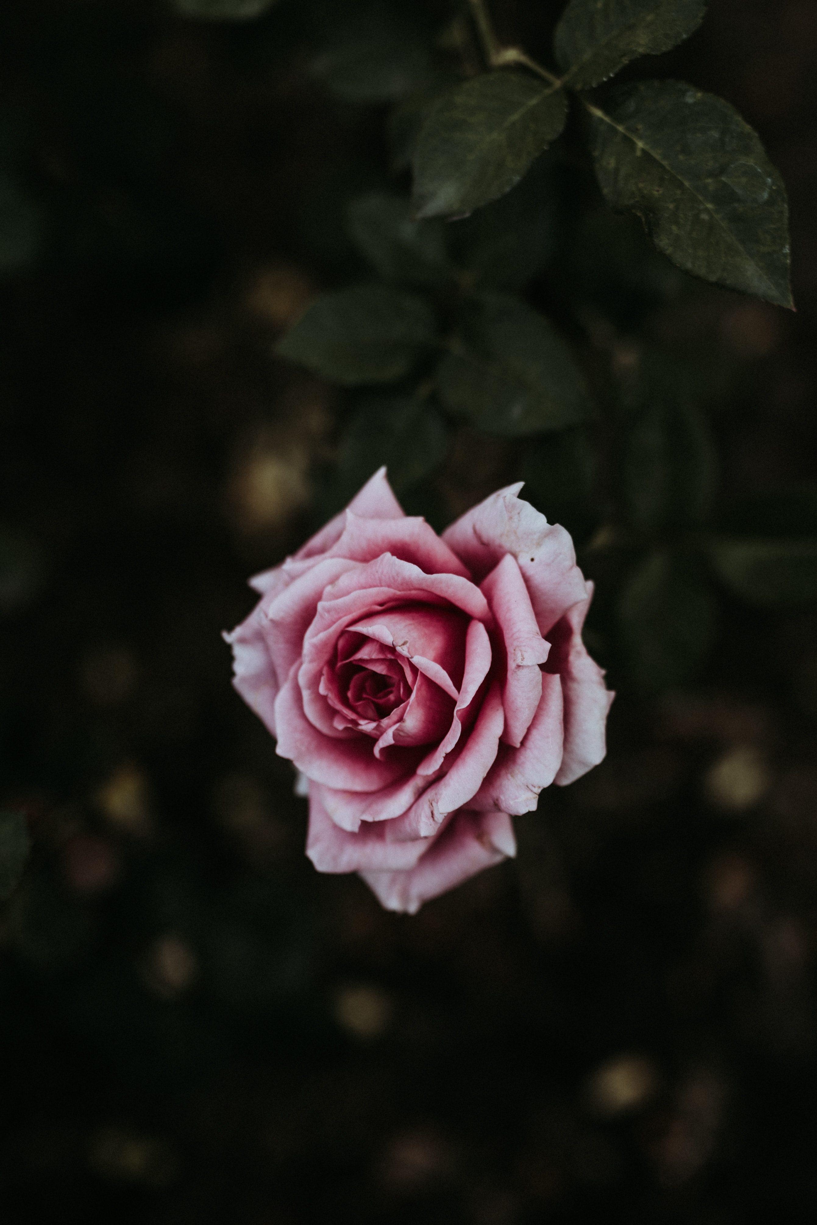 Завантажити шпалери безкоштовно Квіти, Квітка, Рослина, Роза, Рожевий, Троянда, Цвітіння картинка на робочий стіл ПК