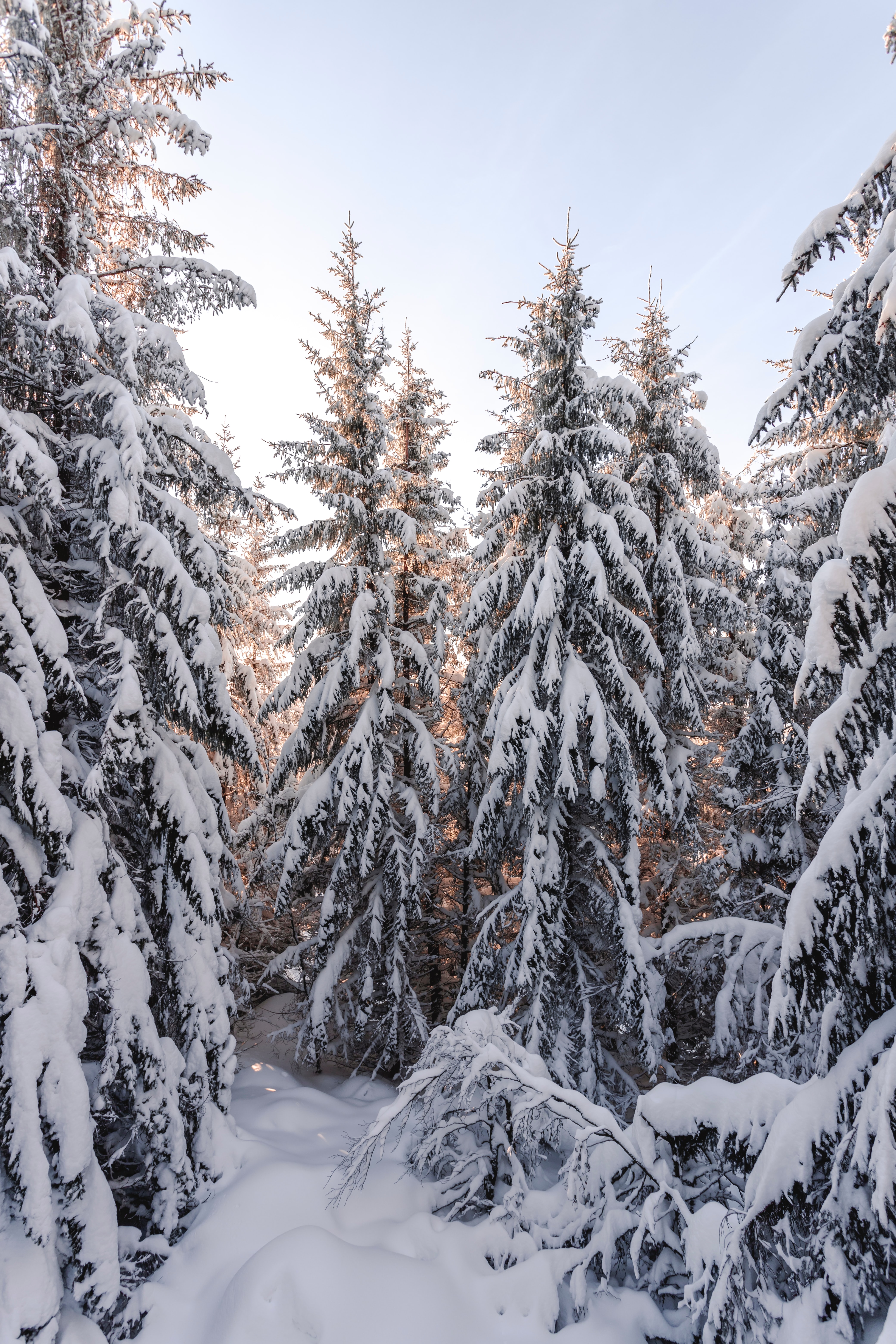 Скачать обои бесплатно Снег, Заснеженный, Природа, Деревья, Елки, Зима картинка на рабочий стол ПК