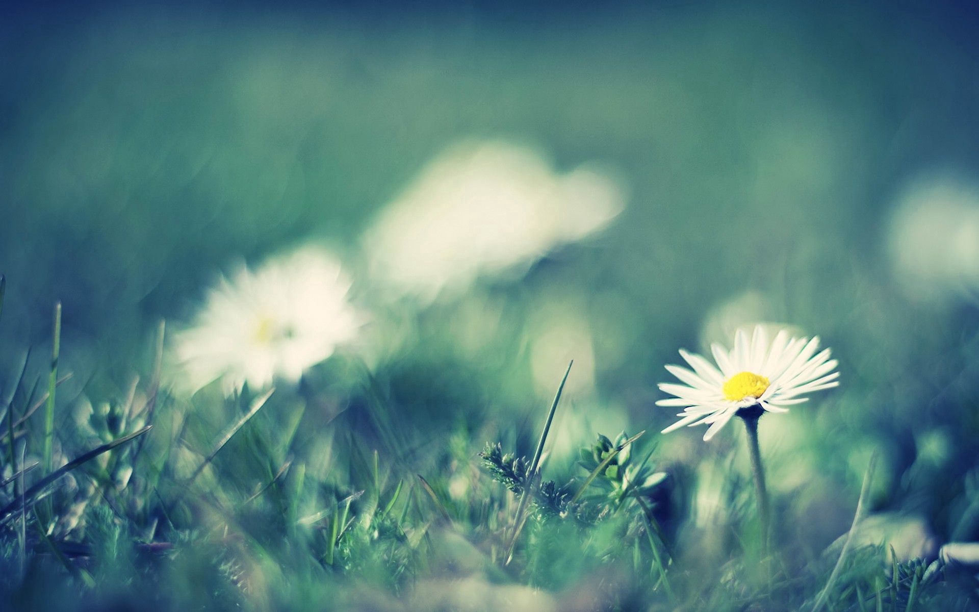 Free download wallpaper Flowers, Grass, Macro, Greased, Smeared, Camomile, Field on your PC desktop