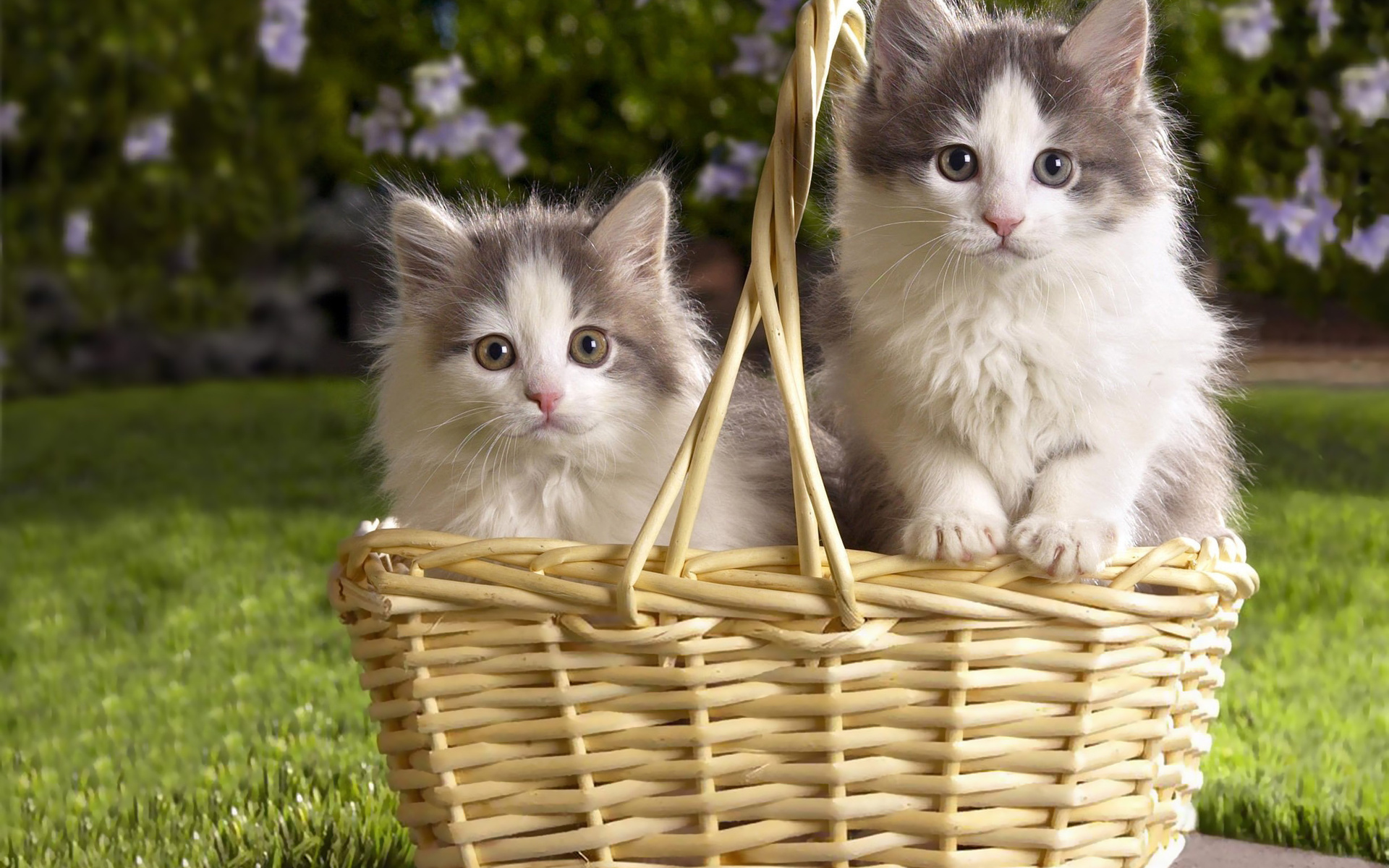 Download mobile wallpaper Cats, Cat, Animal for free.