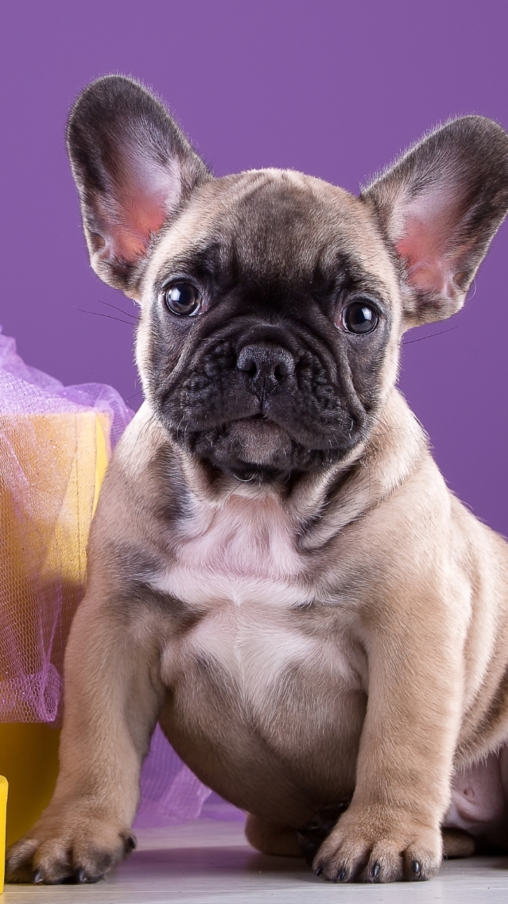 Download mobile wallpaper Dogs, Flower, Dog, Animal, Puppy, French Bulldog, Baby Animal for free.
