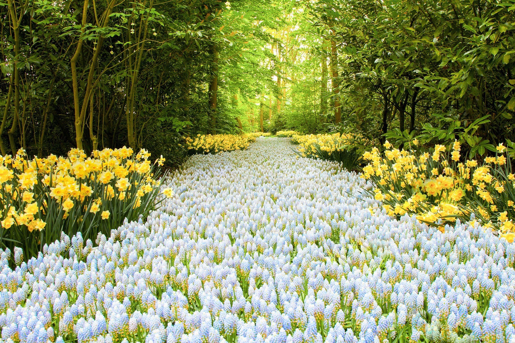 Download mobile wallpaper Flowers, Flower, Forest, Earth, Spring, Yellow Flower, White Flower, Daffodil for free.