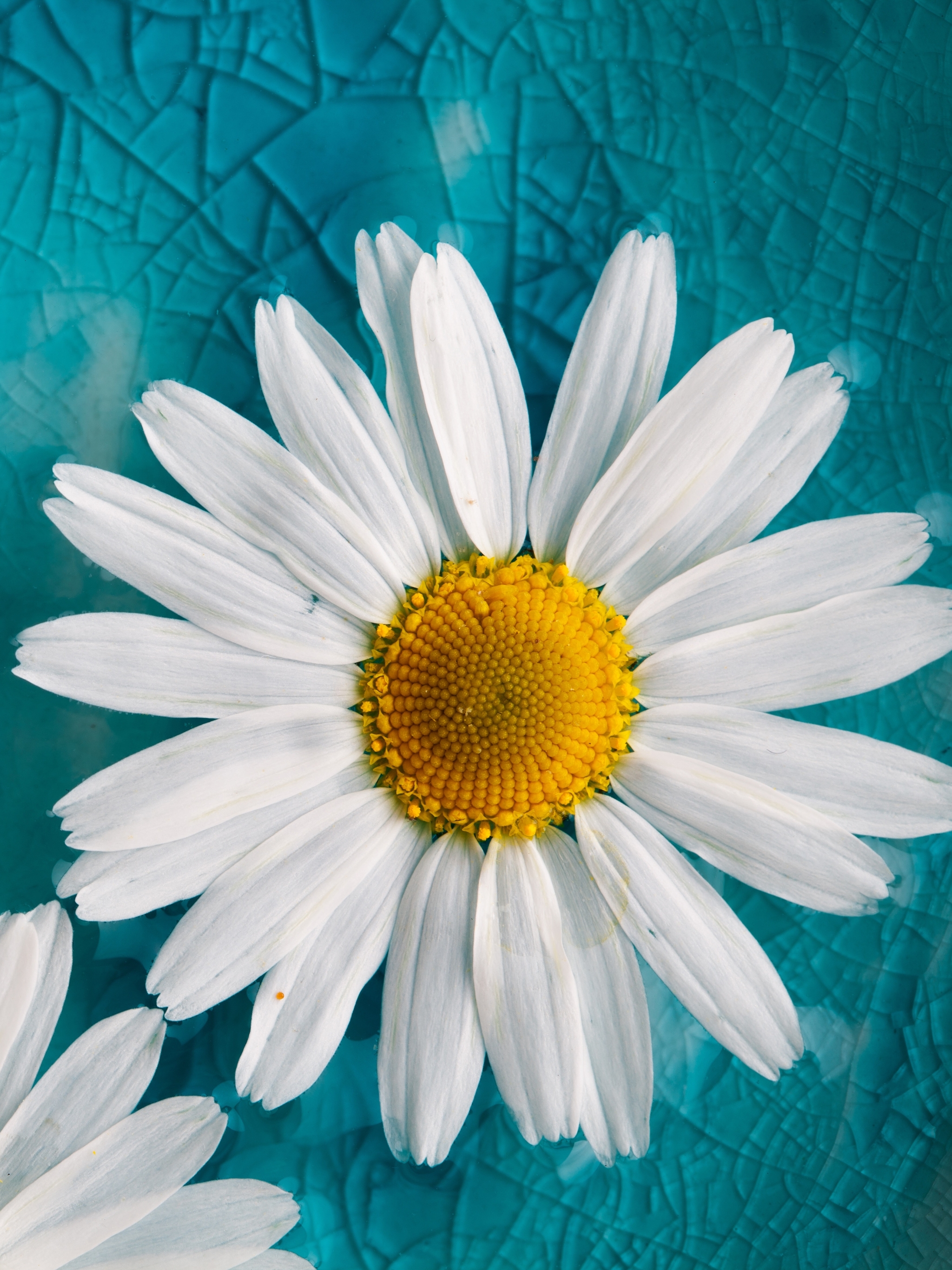 Download mobile wallpaper Nature, Flowers, Camomile, Flower, Earth, Daisy, White Flower for free.