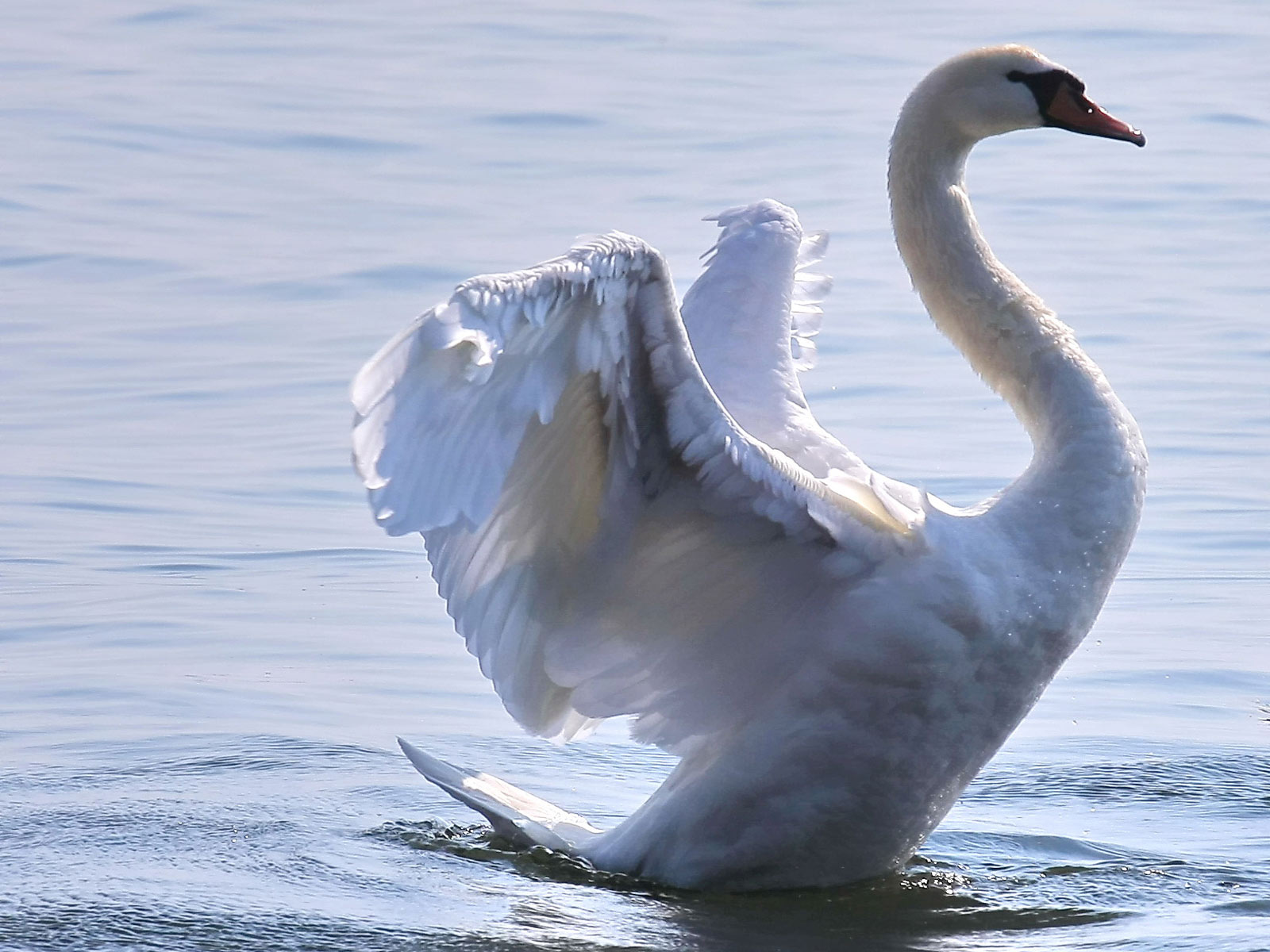 Baixe gratuitamente a imagem Animais, Aves, Pássaro, Cisne Mudo na área de trabalho do seu PC