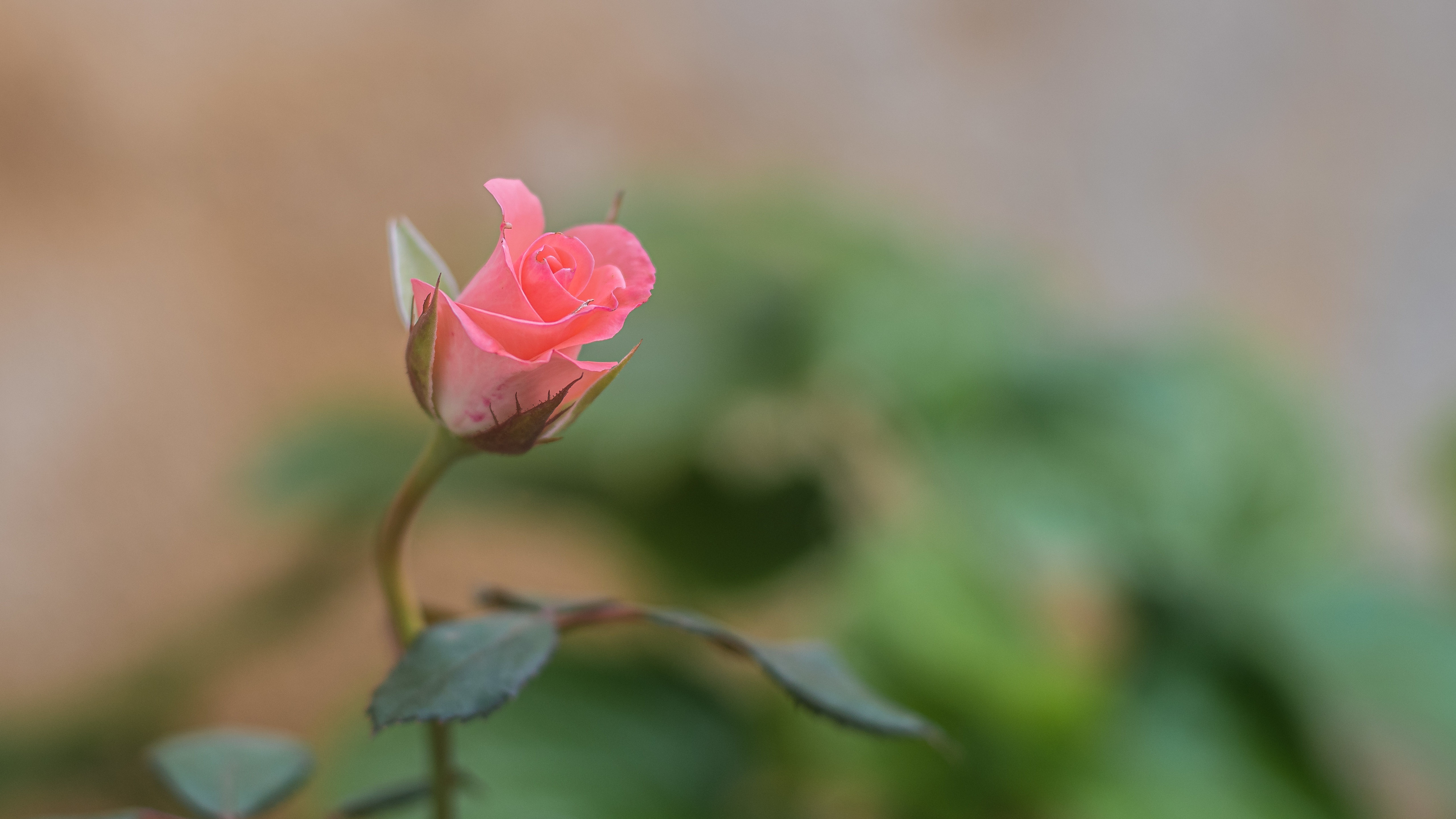 Téléchargez gratuitement l'image Fleurs, Rose, Terre/nature sur le bureau de votre PC