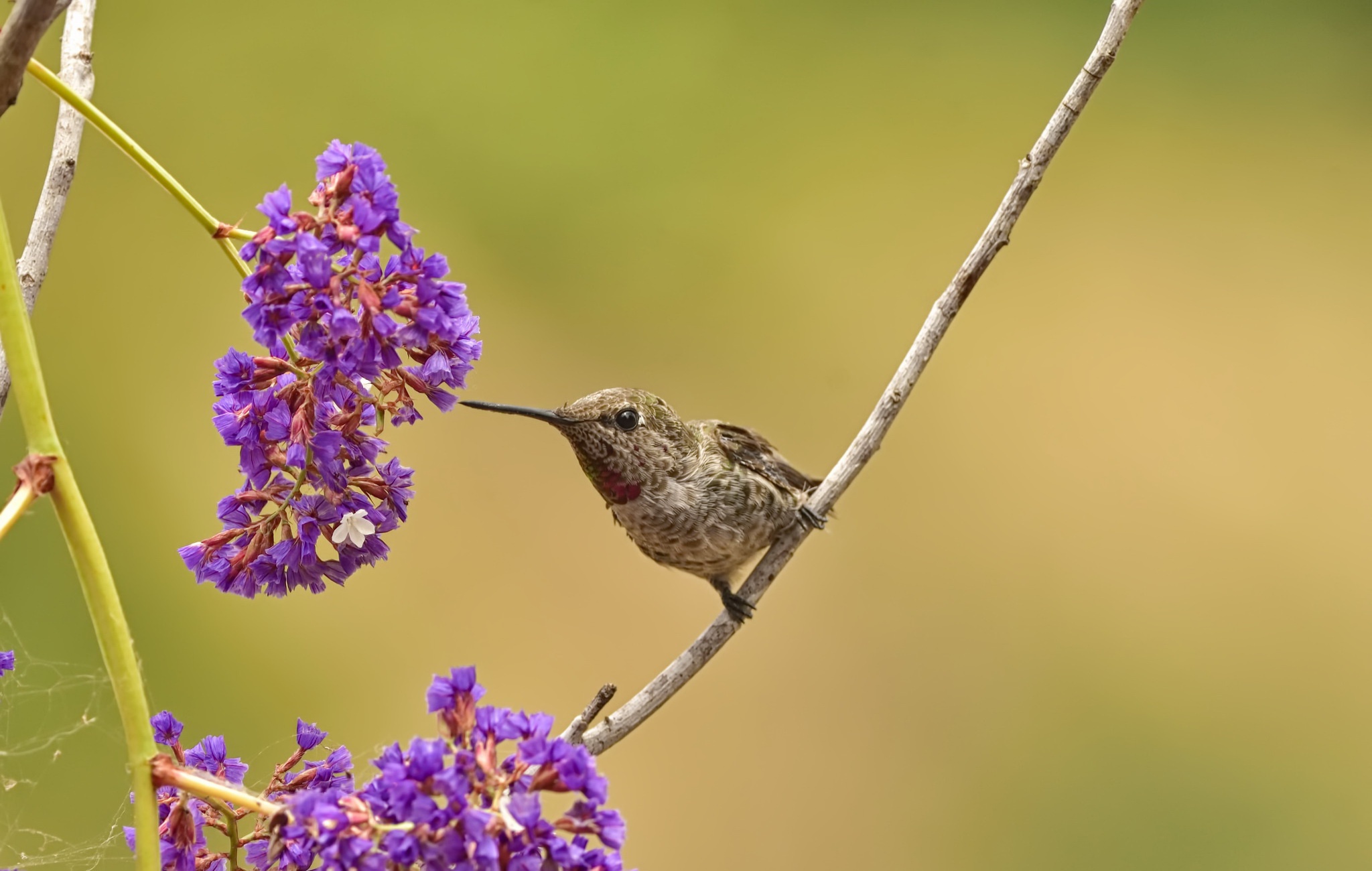 Free download wallpaper Birds, Bird, Animal, Purple Flower, Hummingbird on your PC desktop
