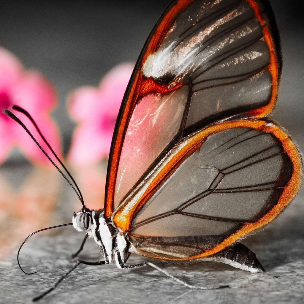 Free download wallpaper Butterfly, Animal on your PC desktop