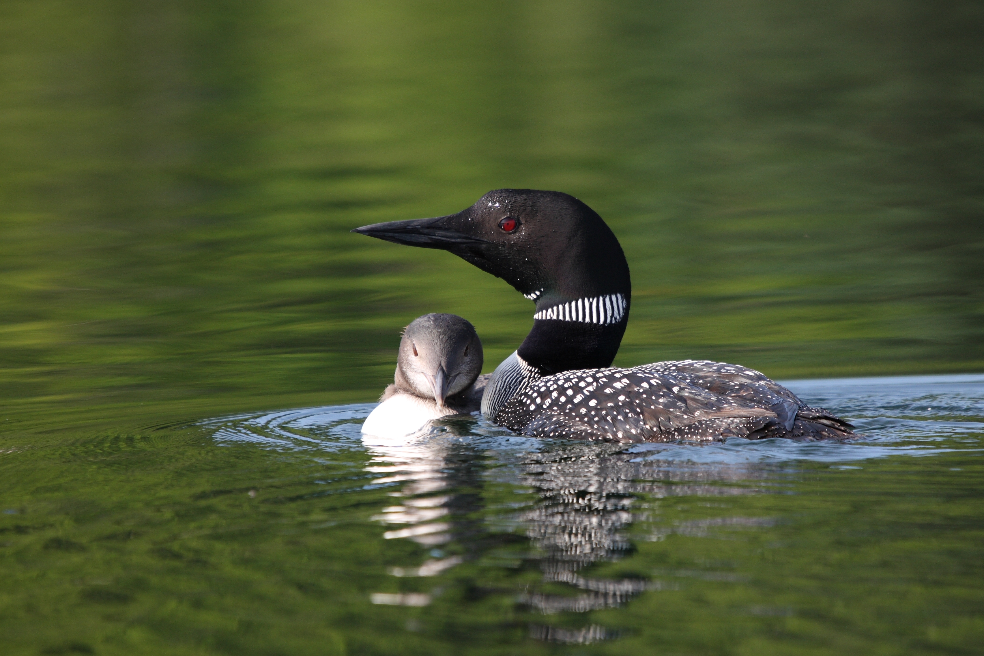 Free download wallpaper Bird, Birds, Animal on your PC desktop