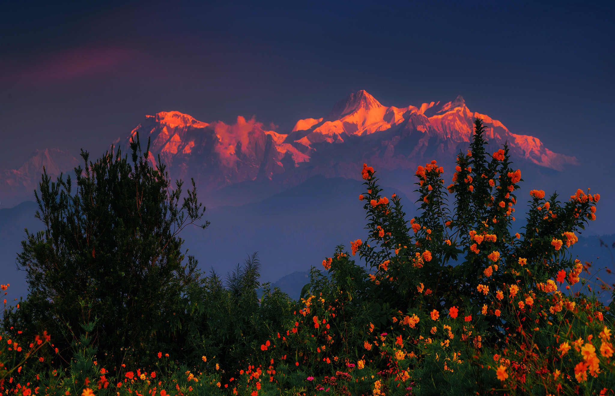 492007 скачать картинку непал, куст, закат, земля/природа, гималаи, цветок, гора, горы - обои и заставки бесплатно