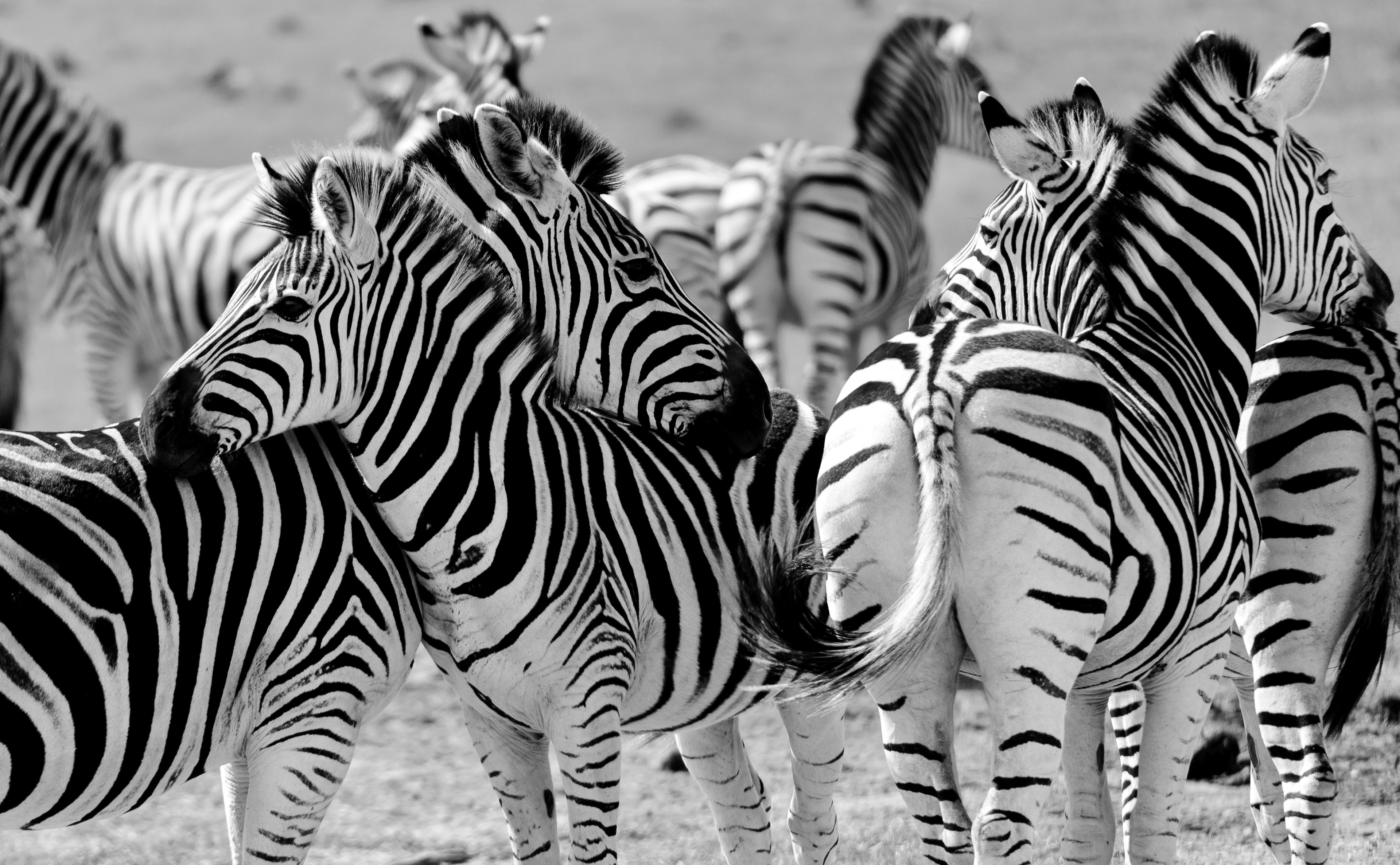 Download mobile wallpaper Zebra, Animal, Black & White for free.