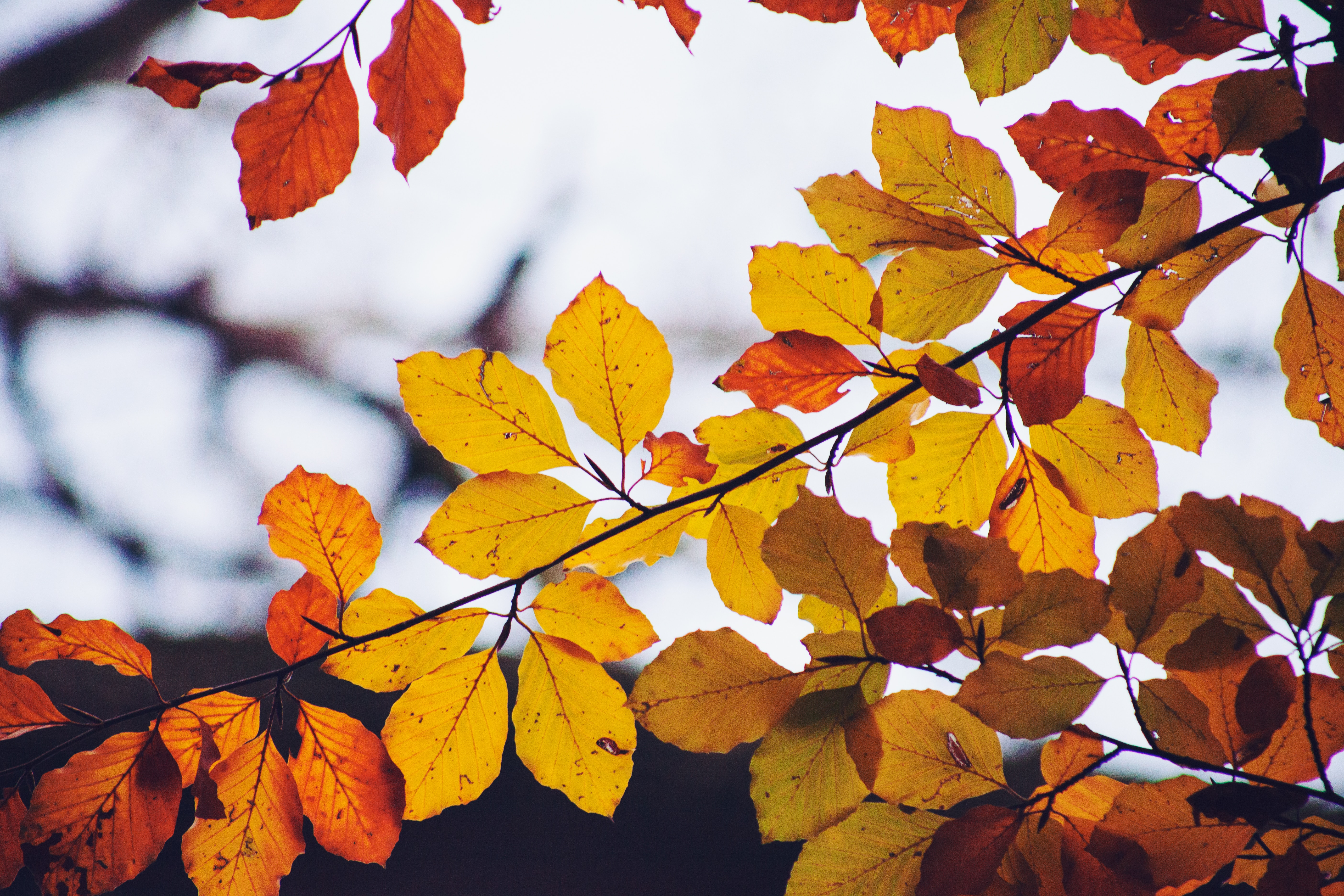 Скачать картинку Ветка, Природа, Желтый, Листья, Сухой, Осень в телефон бесплатно.