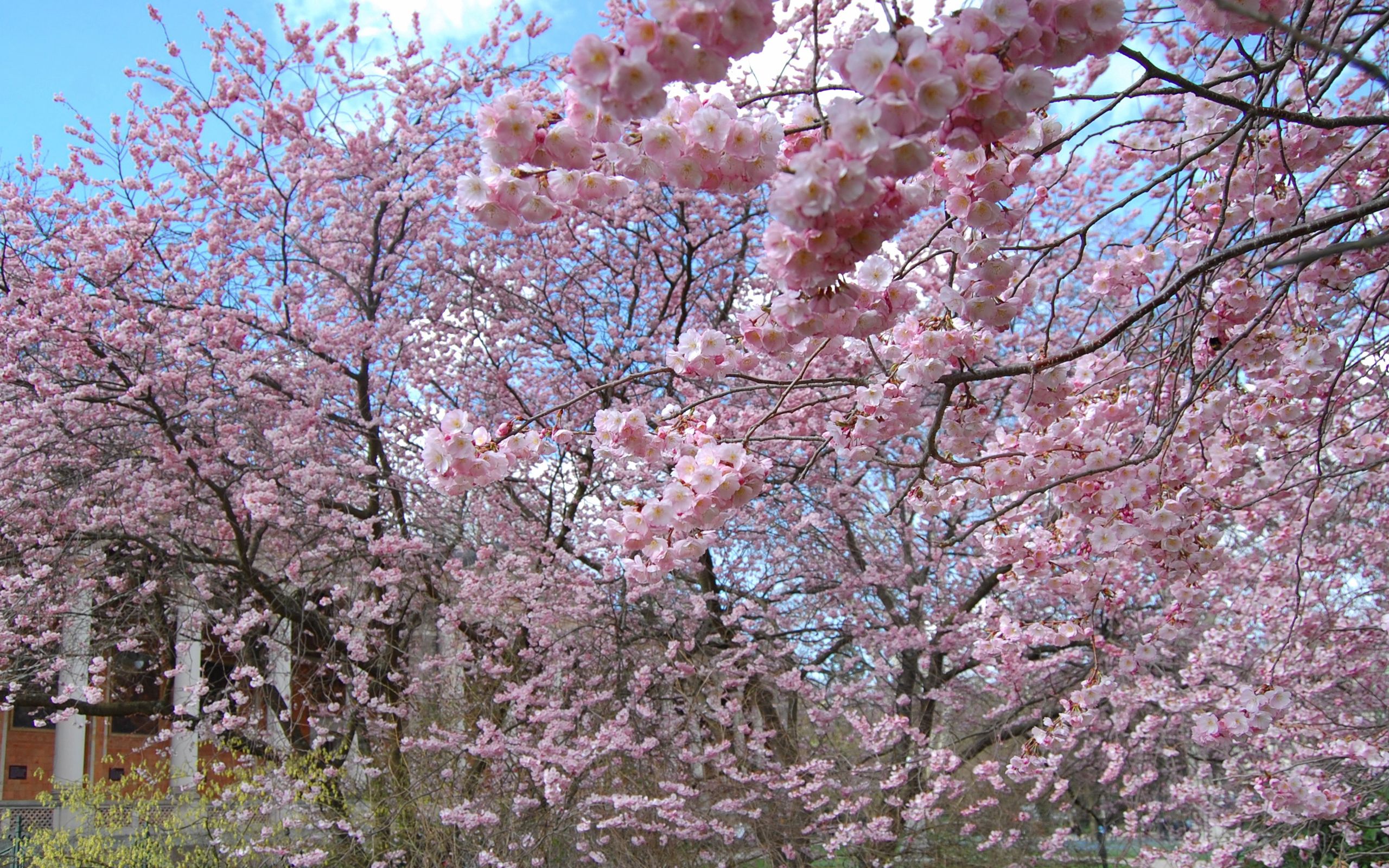 152615 descargar fondo de pantalla primavera, naturaleza, flores, madera, árbol, florecer, floración: protectores de pantalla e imágenes gratis