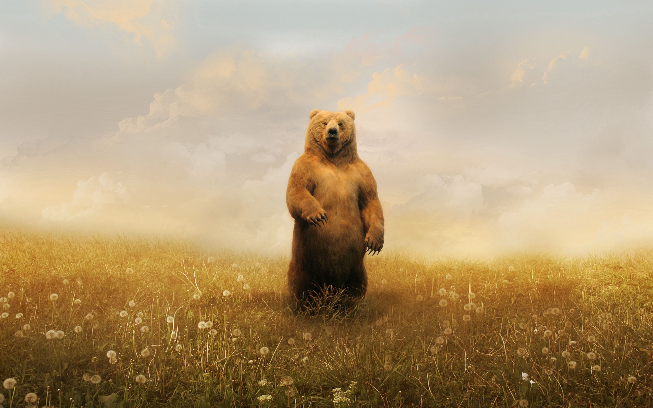 Laden Sie das Grass, Sky, Bär, Feld, Tiere-Bild kostenlos auf Ihren PC-Desktop herunter