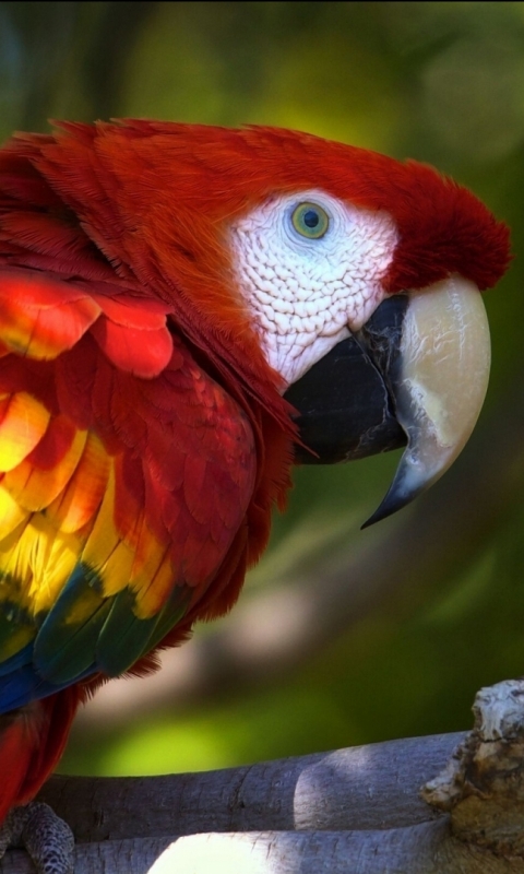 無料モバイル壁紙動物, 鳥, スカーレット・コンゴウインコをダウンロードします。