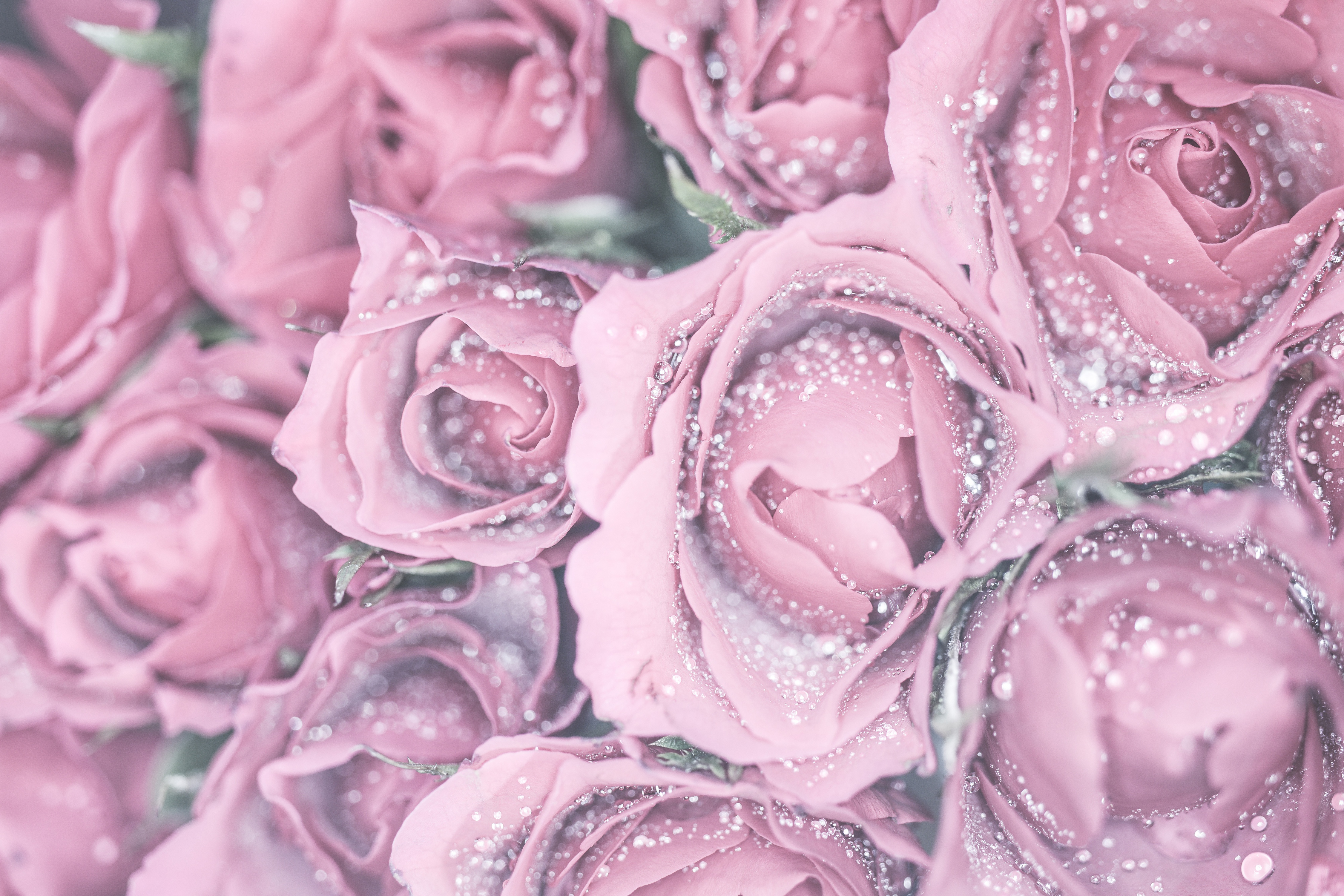 Download mobile wallpaper Flowers, Rose, Earth, Water Drop for free.