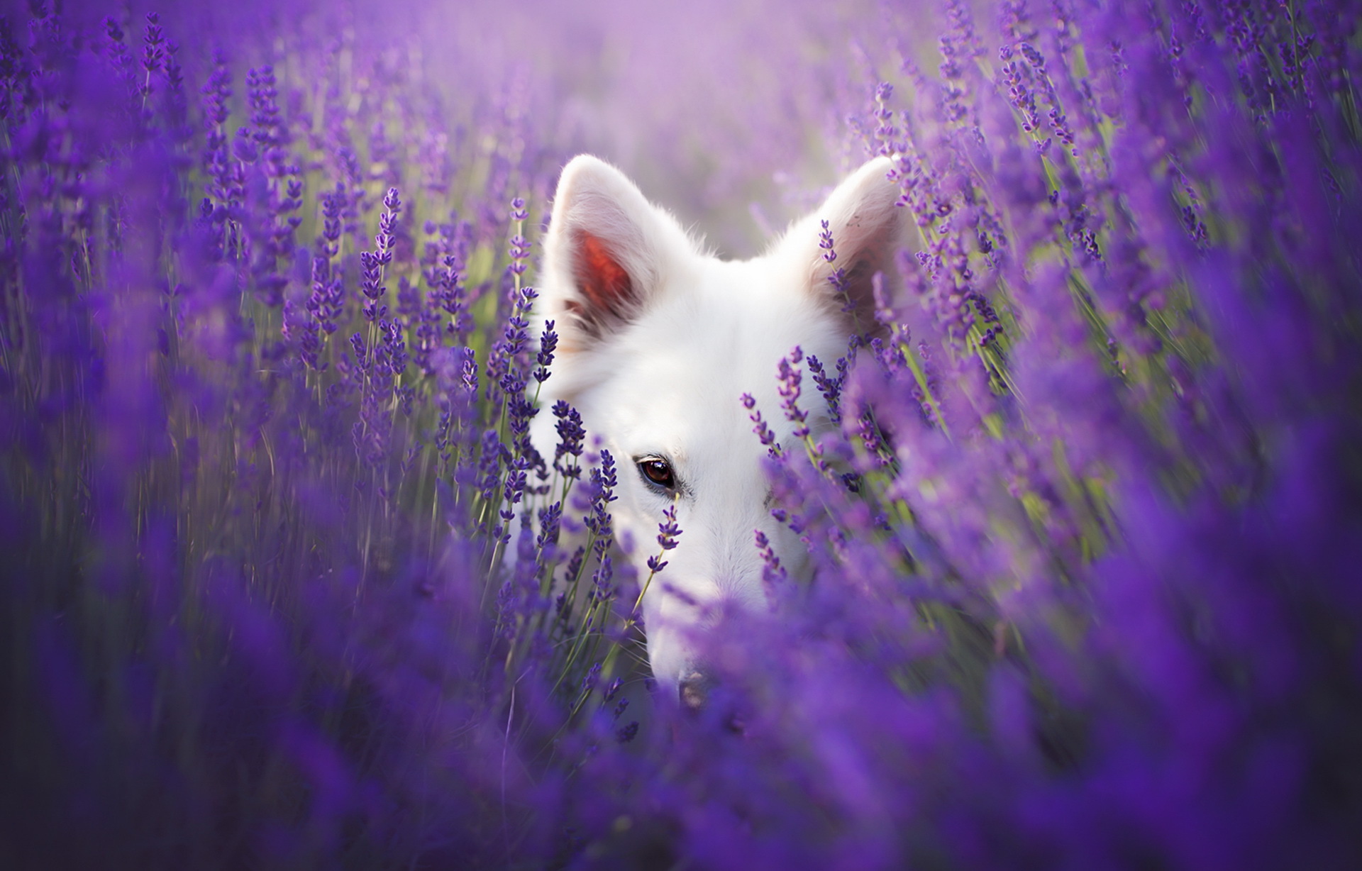 405962画像をダウンロード動物, ホワイトシェパード, ぼかし, 犬, 花, ラベンダー, 紫色の花-壁紙とスクリーンセーバーを無料で