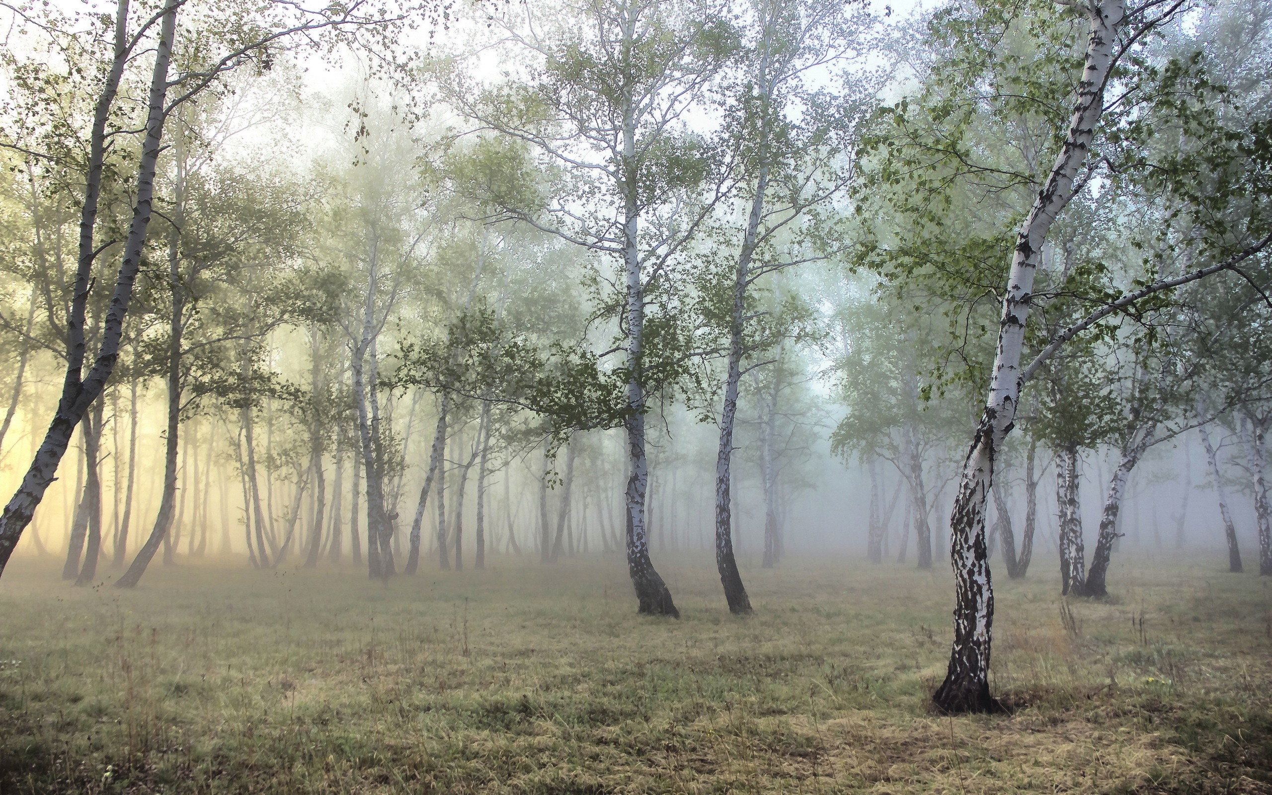 Descarga gratuita de fondo de pantalla para móvil de Niebla, Tierra/naturaleza.