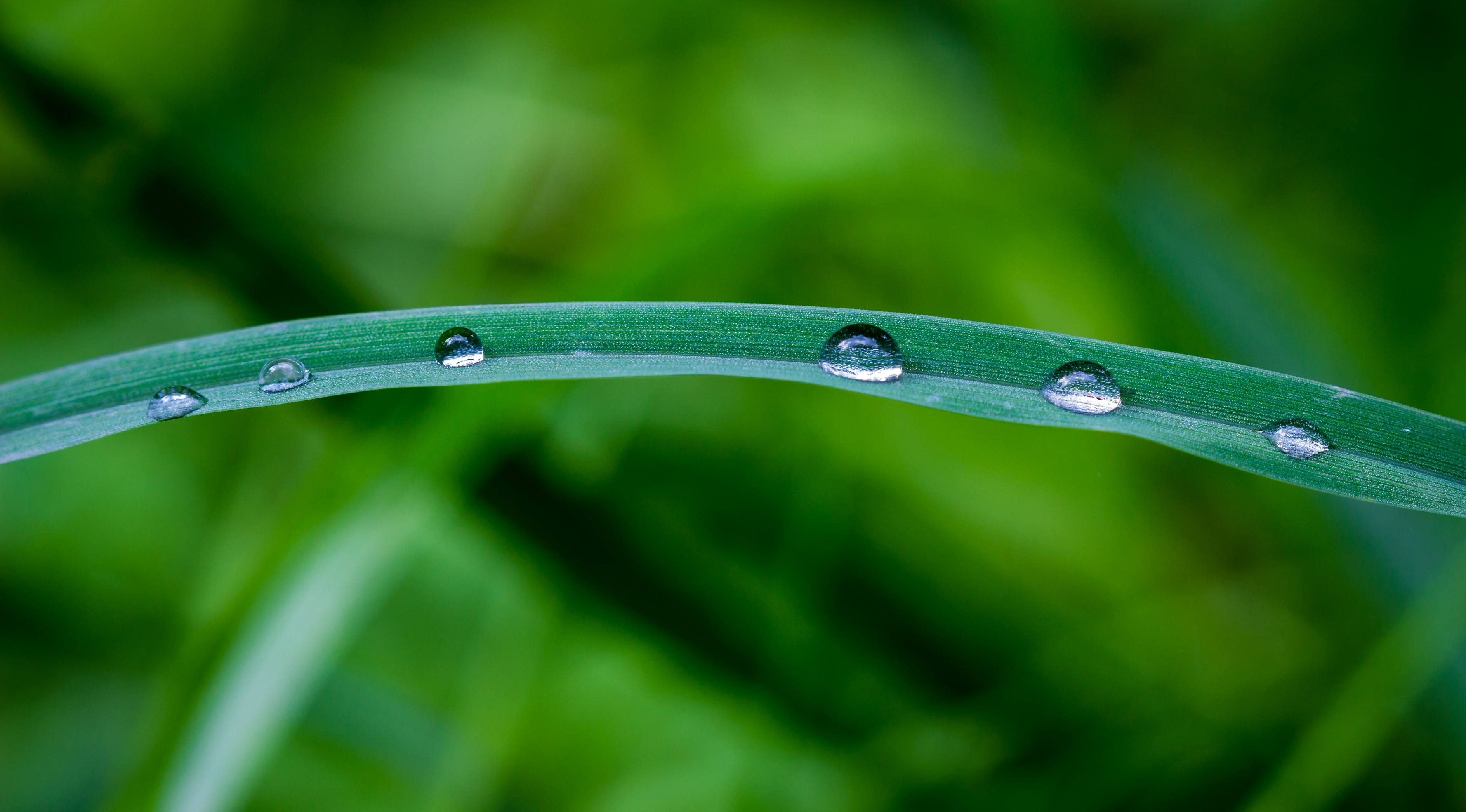 Download mobile wallpaper Earth, Dew, Water Drop for free.