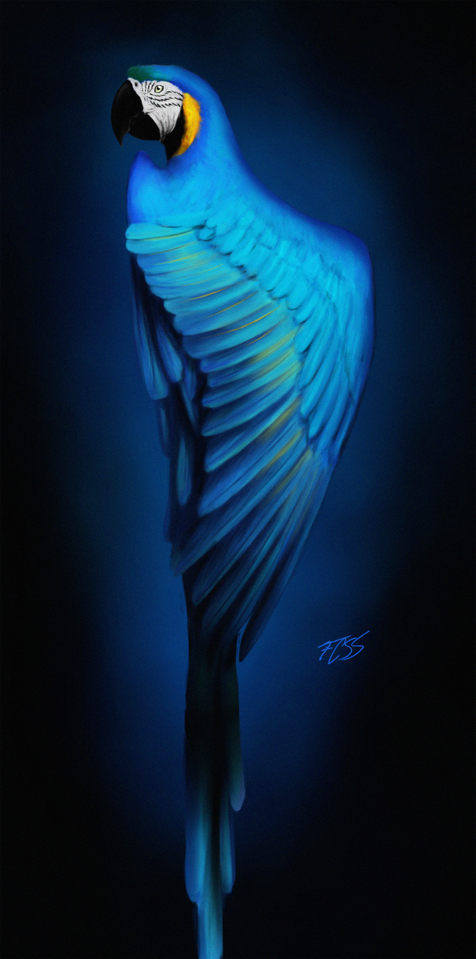 macaw, parrots, art, blue, bird HD wallpaper