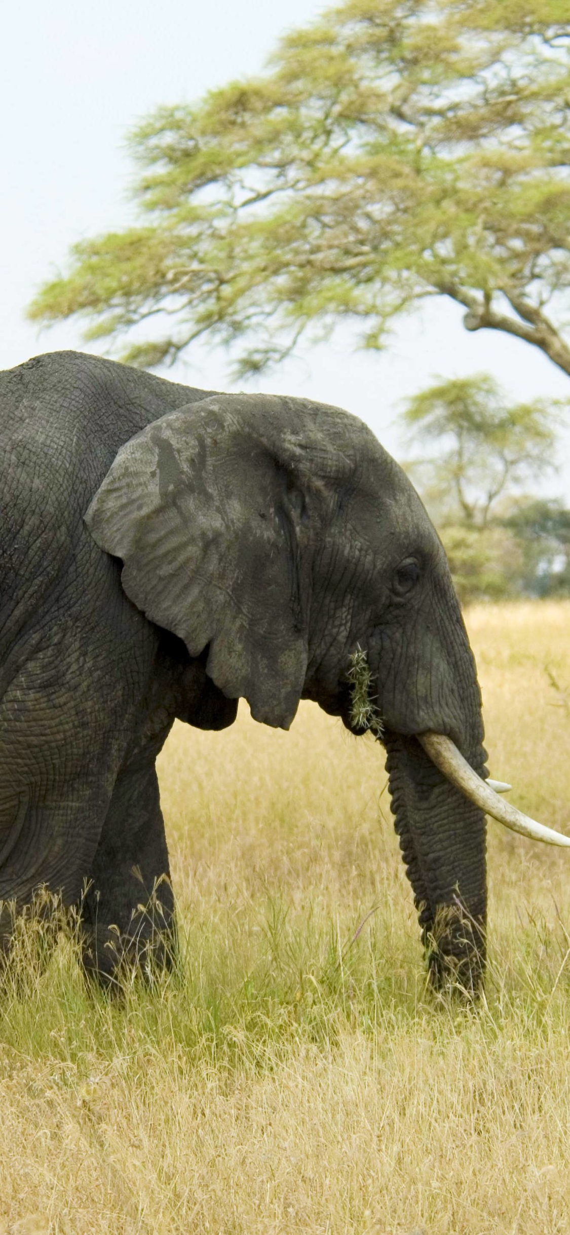 Téléchargez des papiers peints mobile Animaux, Éléphants, Éléphant De Savane D'afrique gratuitement.