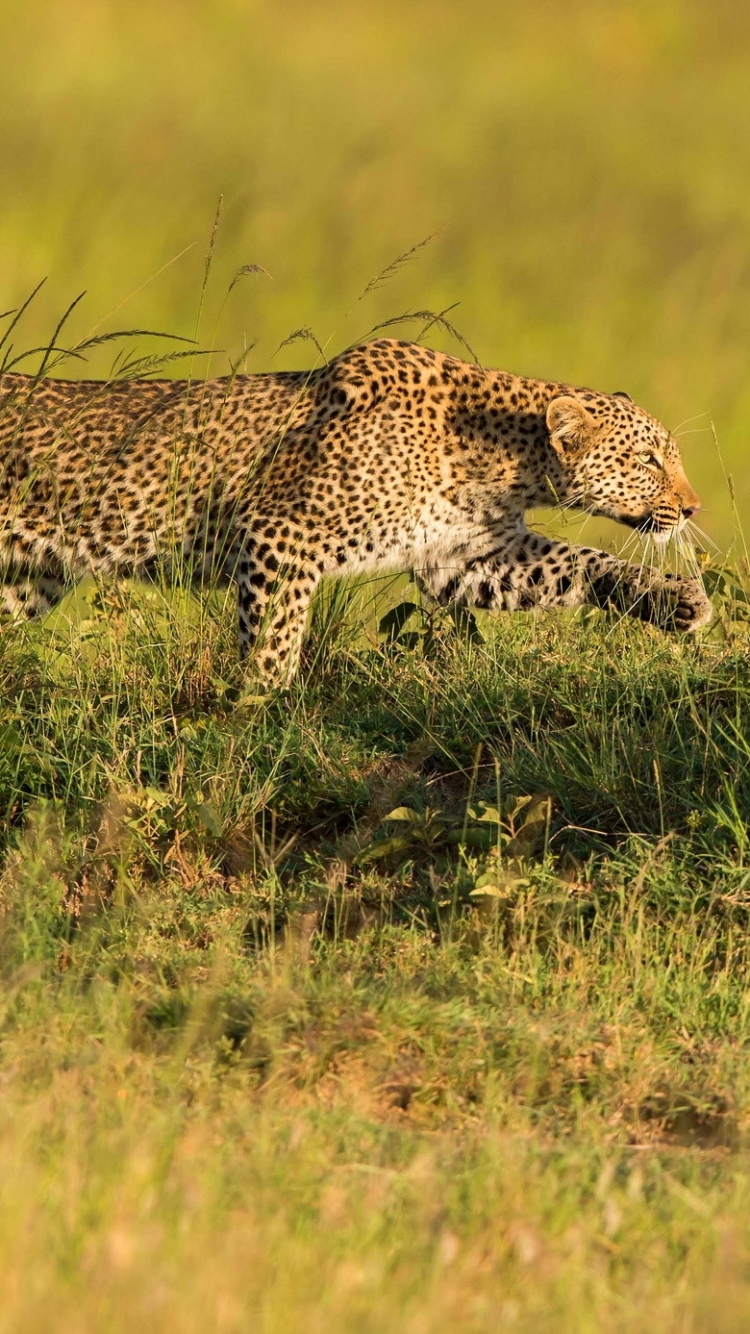 Handy-Wallpaper Tiere, Katzen, Leopard, Kenia kostenlos herunterladen.
