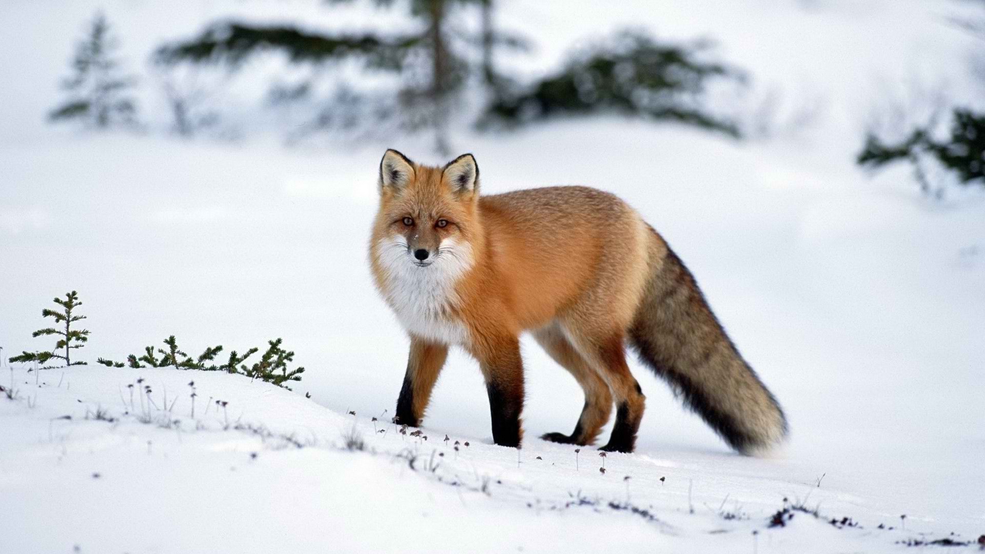 animal, fox, red fox, snow, winter
