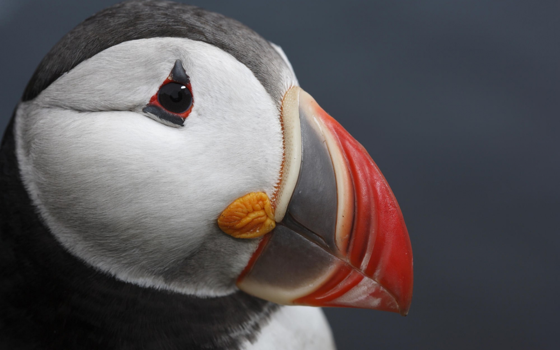 Download mobile wallpaper Puffin, Birds, Animal for free.