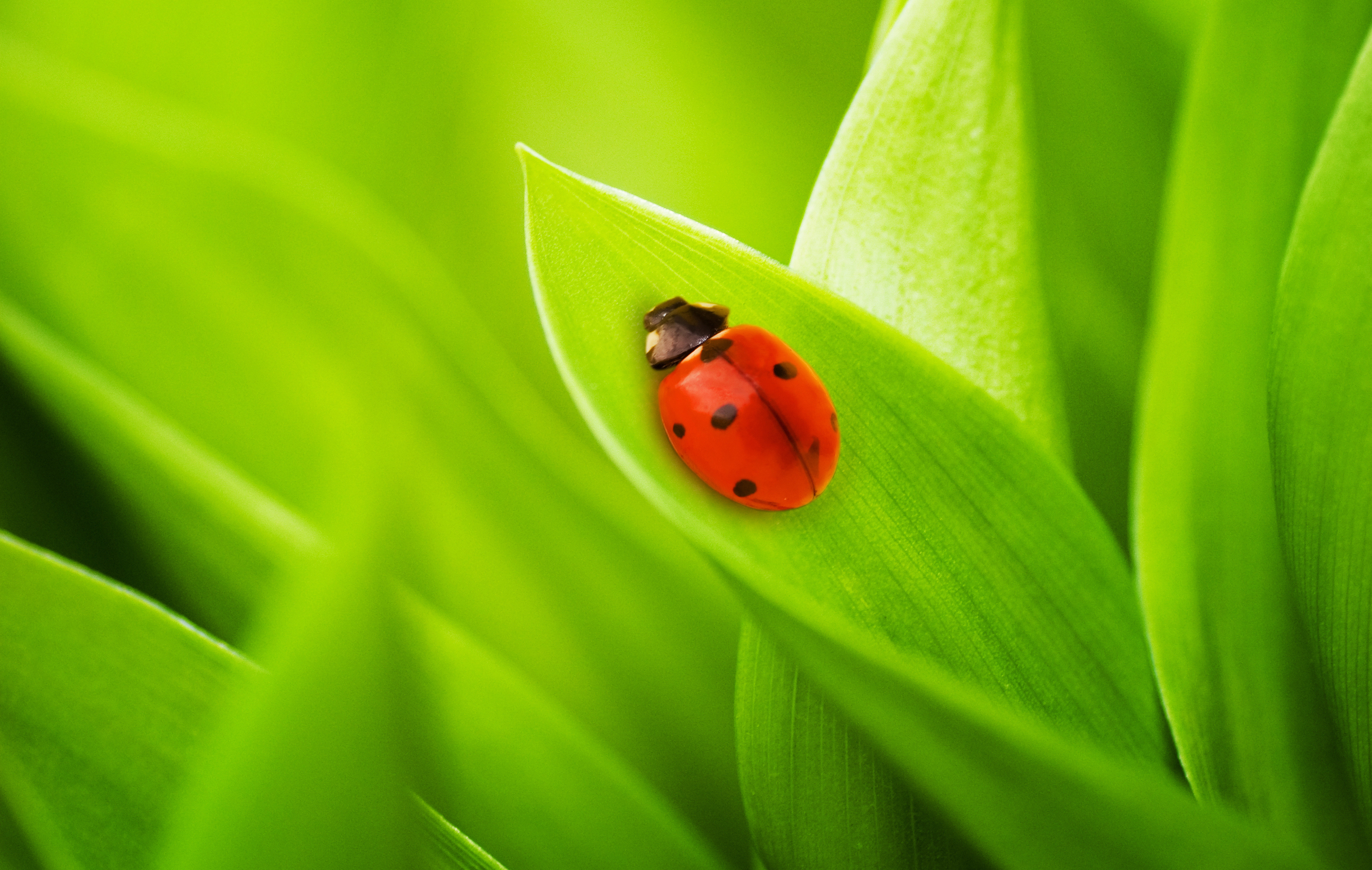 Wallpaper Full HD grass, insects, ladybugs, green