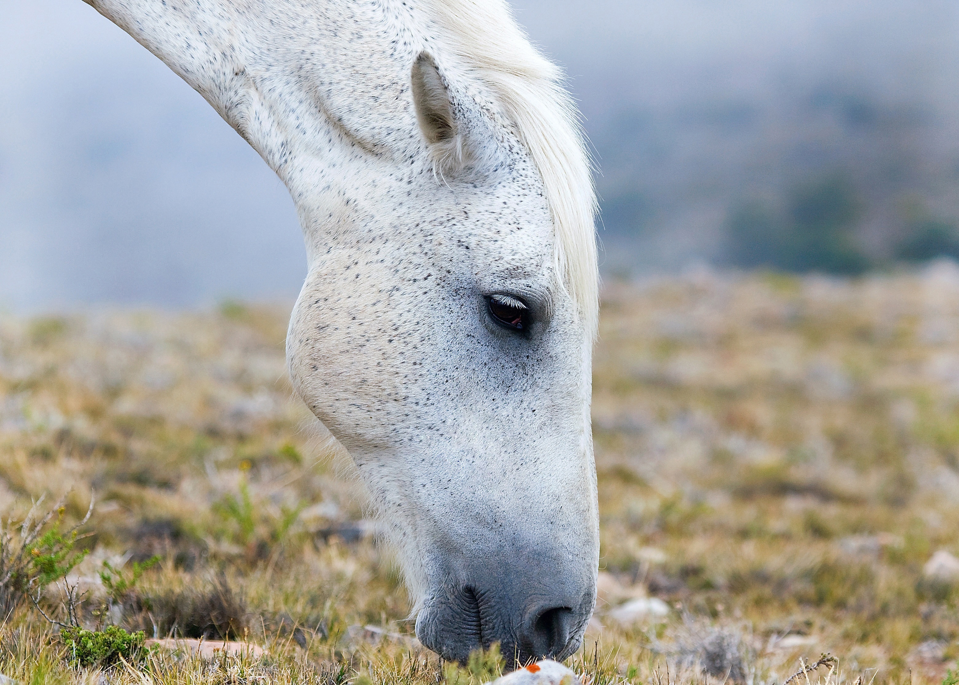 Download mobile wallpaper Animal, Horse for free.