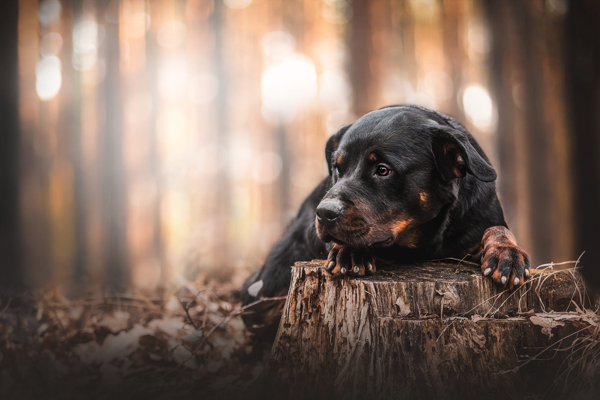 Download mobile wallpaper Dogs, Dog, Animal, Rottweiler for free.