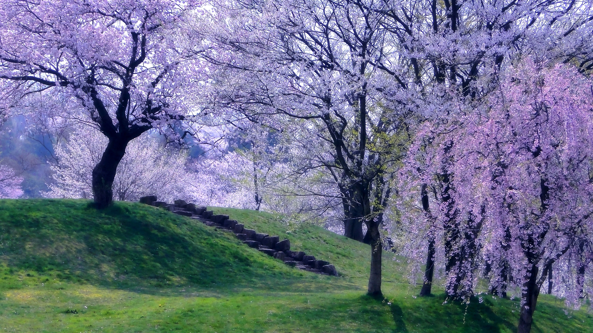 Скачать обои бесплатно Дерево, Весна, Цветущие, Земля/природа, Розовый Цветок картинка на рабочий стол ПК