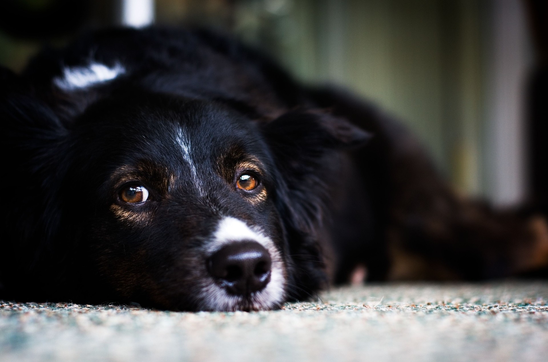 Téléchargez gratuitement l'image Animaux, Chien sur le bureau de votre PC