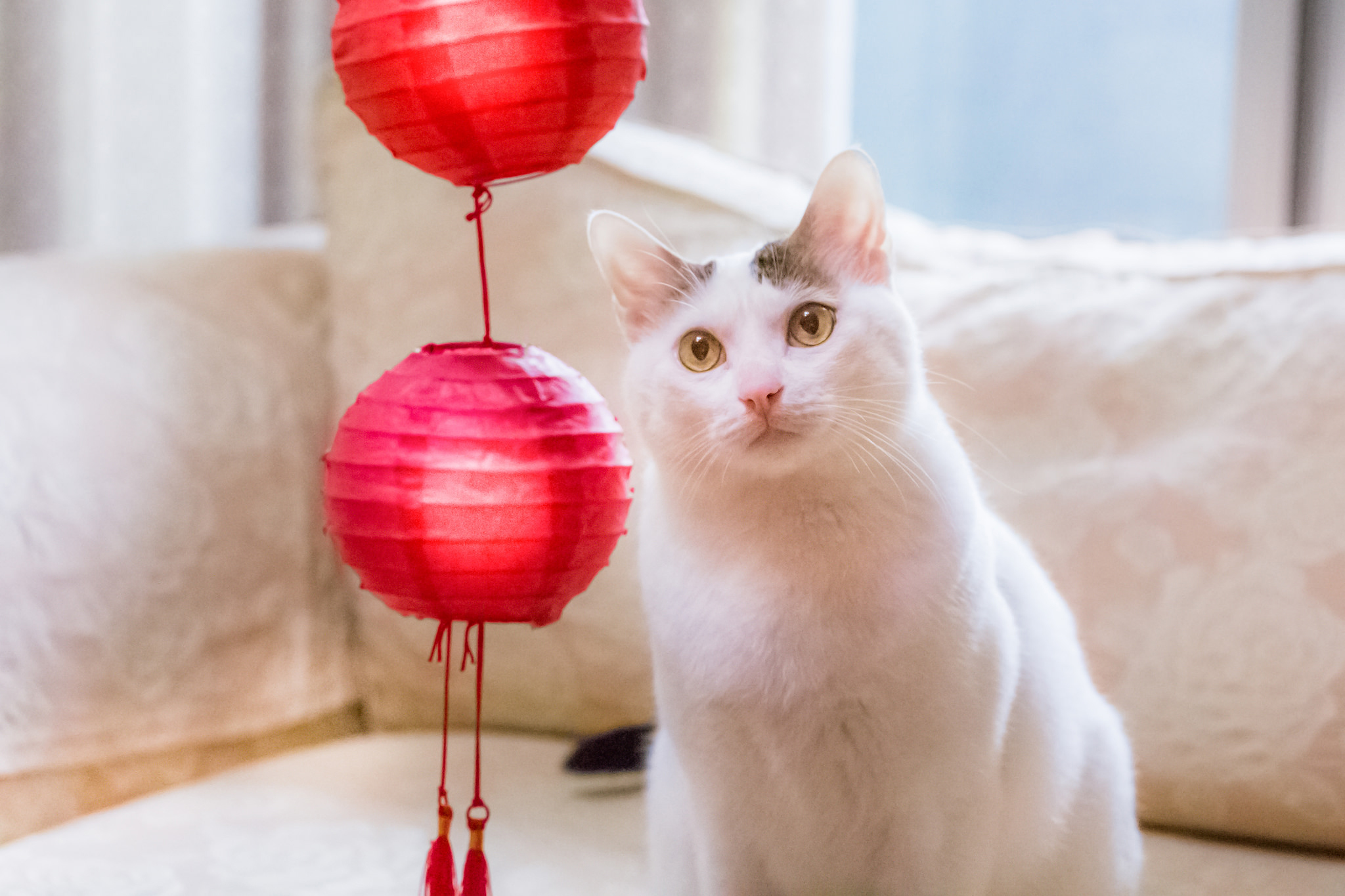 Baixe gratuitamente a imagem Animais, Gatos, Gato na área de trabalho do seu PC