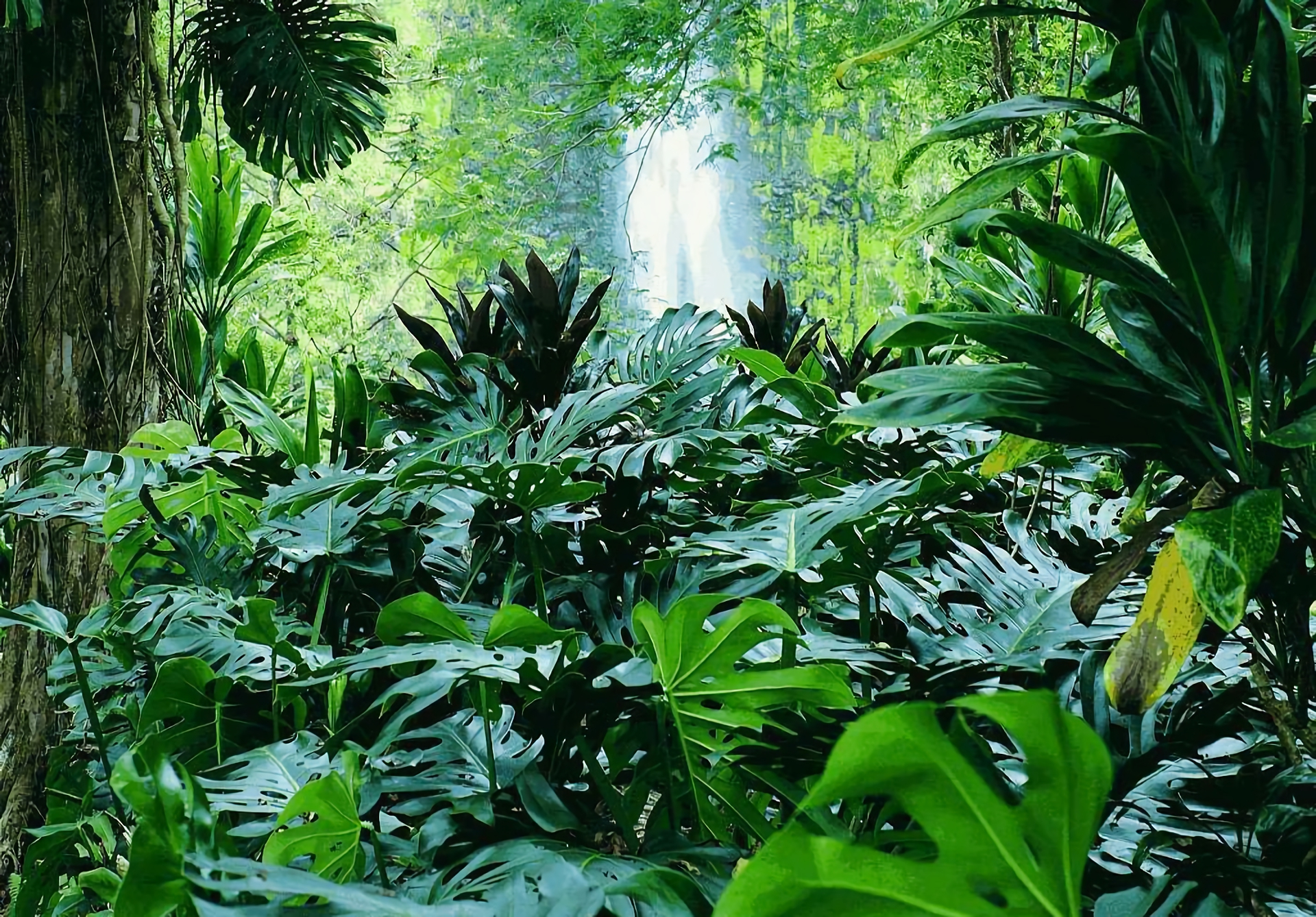 無料モバイル壁紙滝, 森, 地球, トロピカル, 密林をダウンロードします。