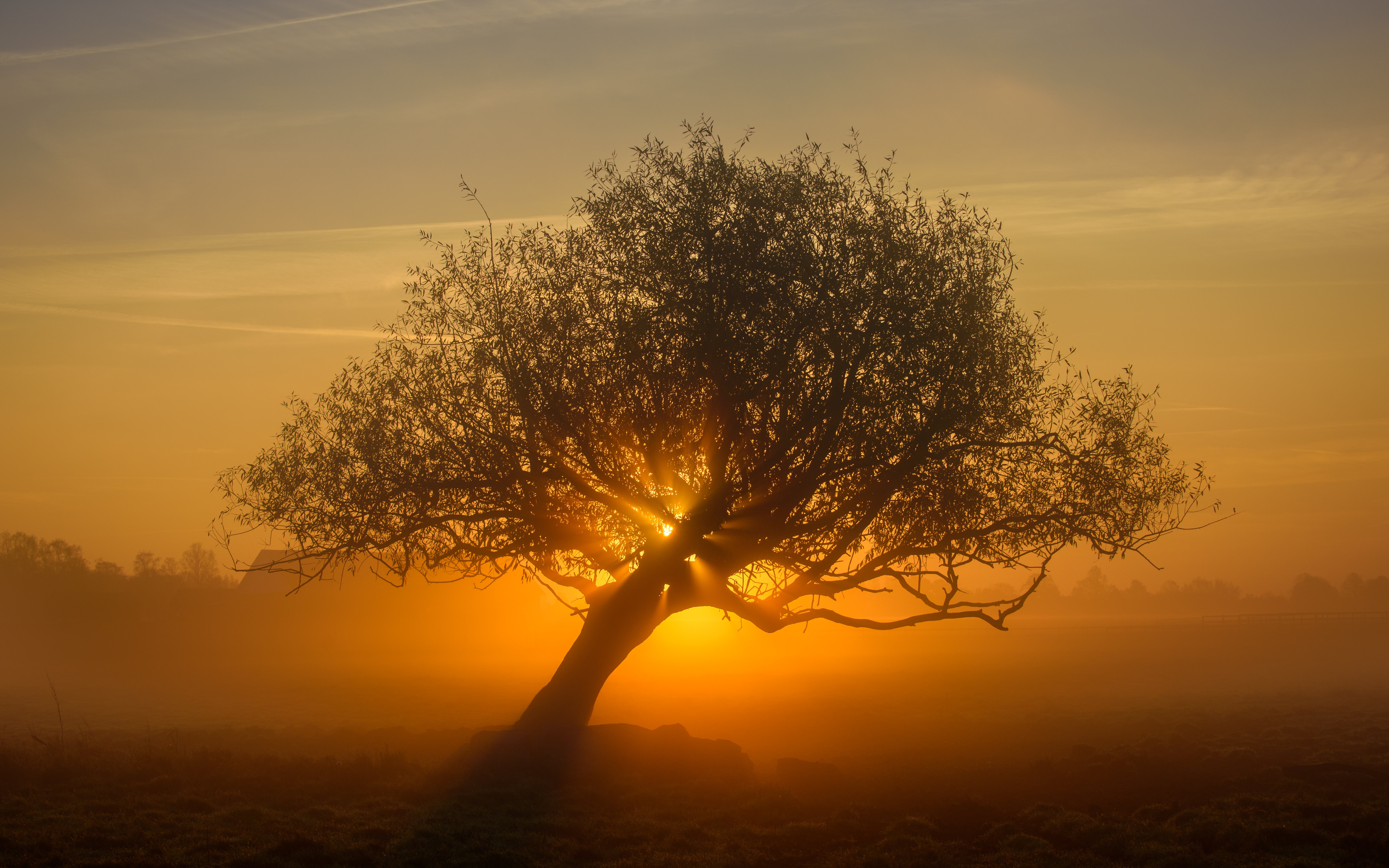 Descarga gratuita de fondo de pantalla para móvil de Árboles, Amanecer, Árbol, Tierra/naturaleza.