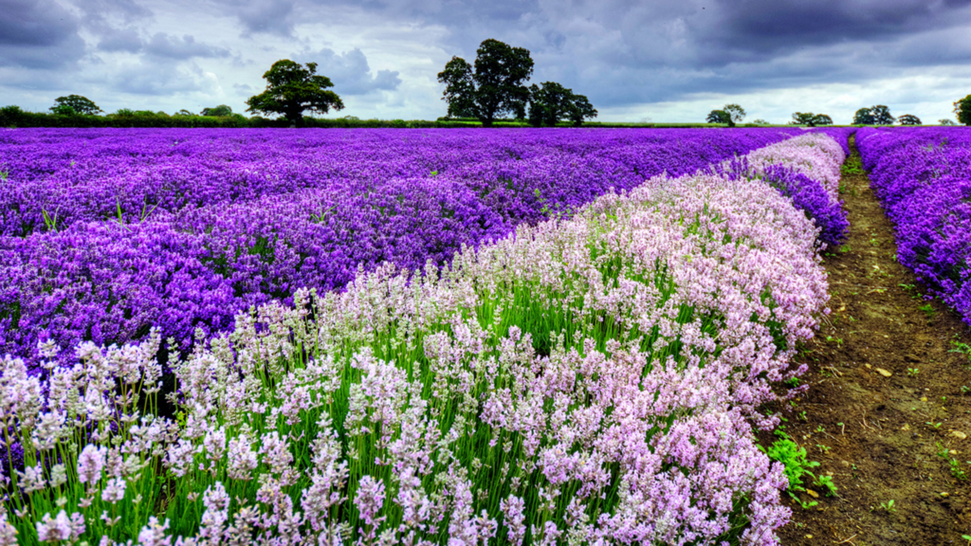 Handy-Wallpaper Lavendel, Blumen, Natur, Blume, Erde/natur kostenlos herunterladen.