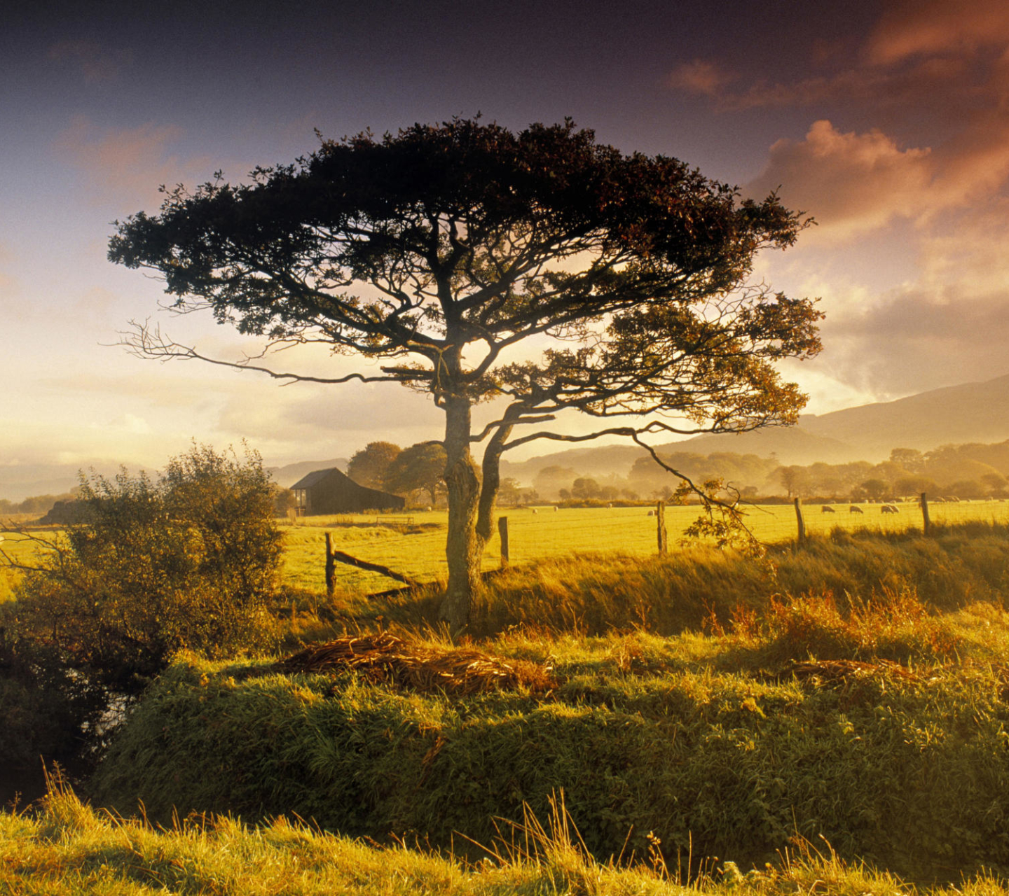 Laden Sie das Bäume, Neuseeland, Baum, Erde/natur-Bild kostenlos auf Ihren PC-Desktop herunter