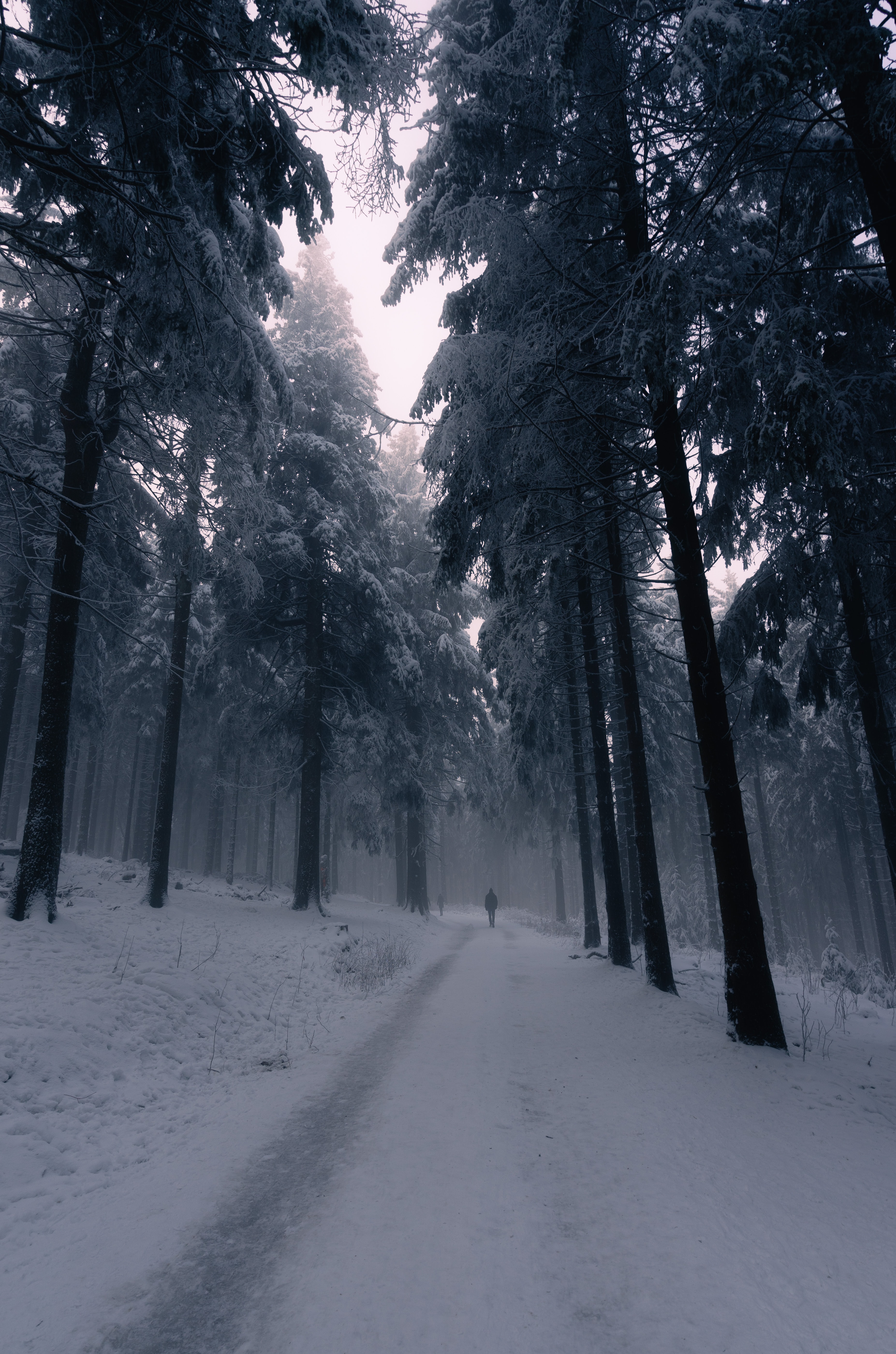 Скачать картинку Туман, Снег, Лес, Одиночество, Силуэт, Разное в телефон бесплатно.