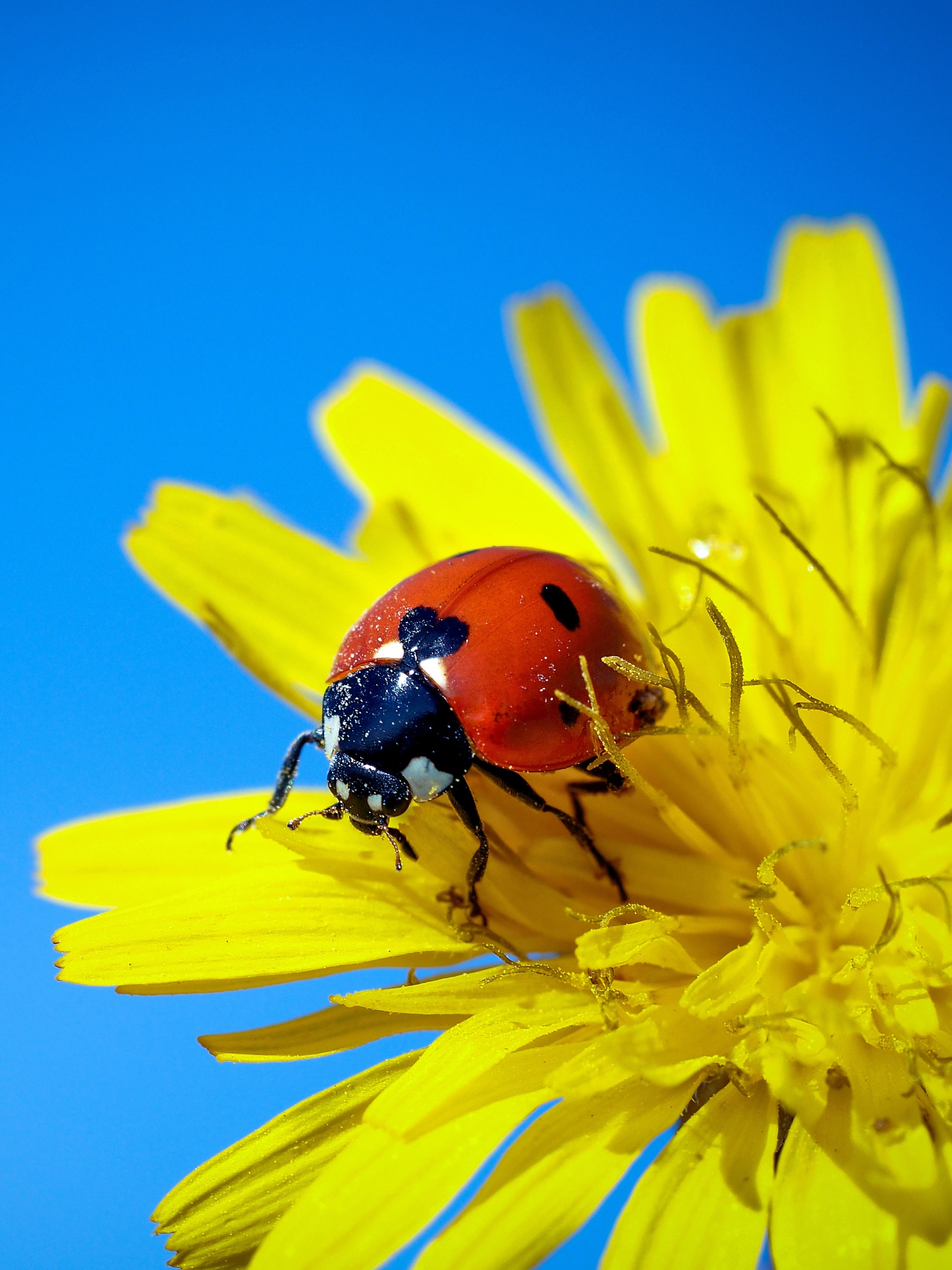 Download mobile wallpaper Flower, Macro, Insect, Animal, Ladybug, Yellow Flower for free.