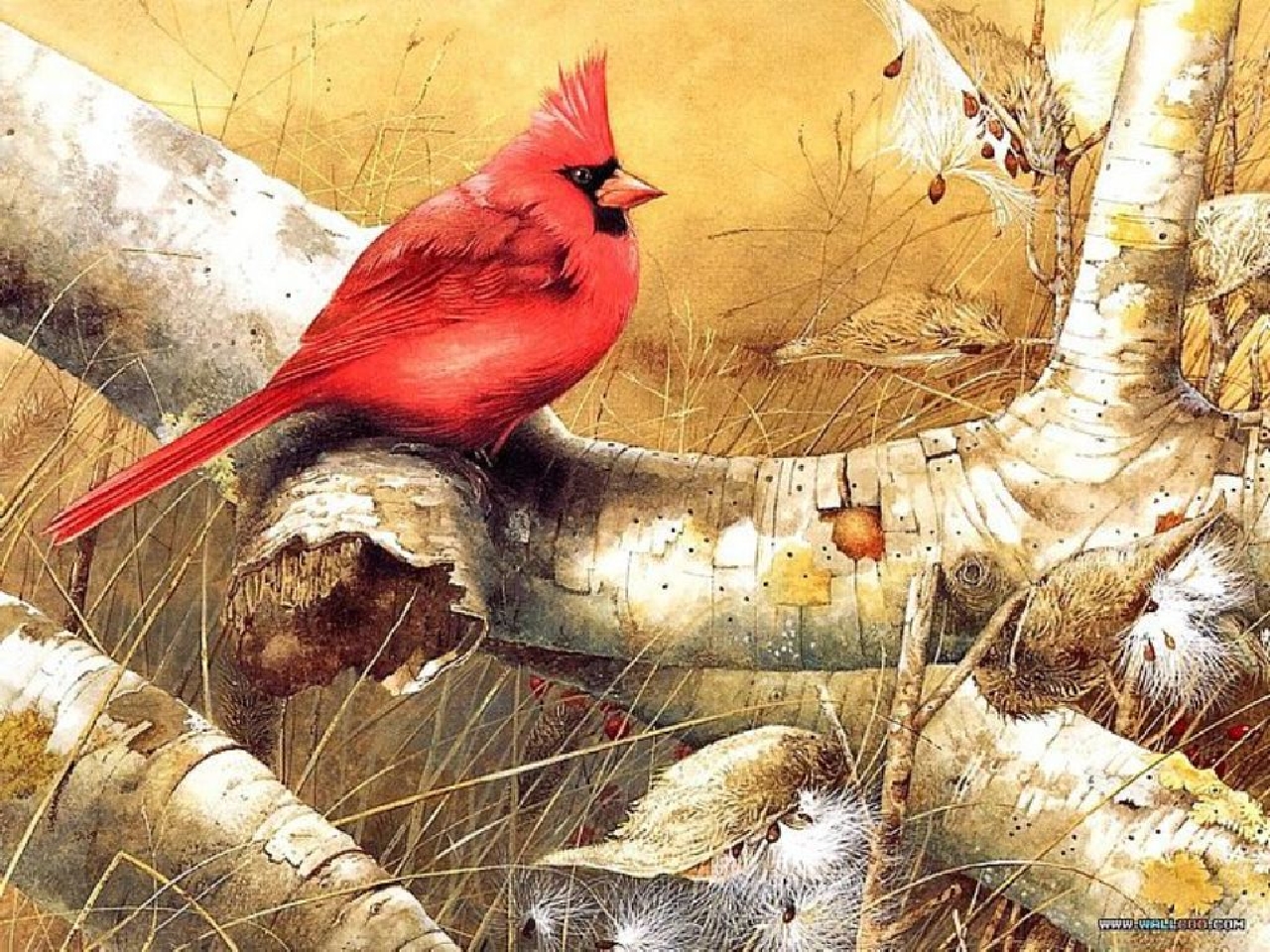 Free download wallpaper Bird, Animal, Cardinal on your PC desktop