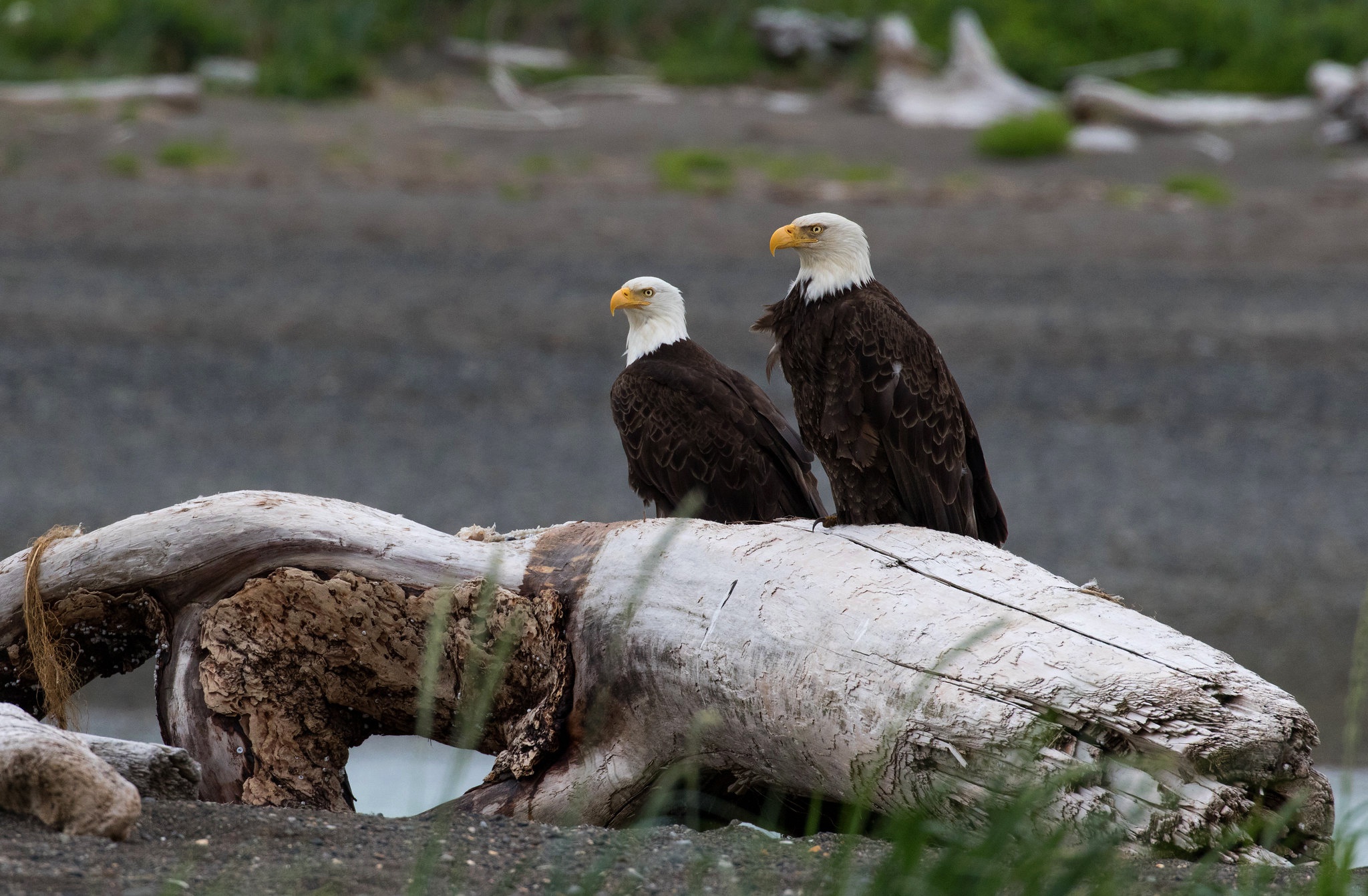 Free download wallpaper Birds, Bird, Animal, Eagle, Bald Eagle on your PC desktop