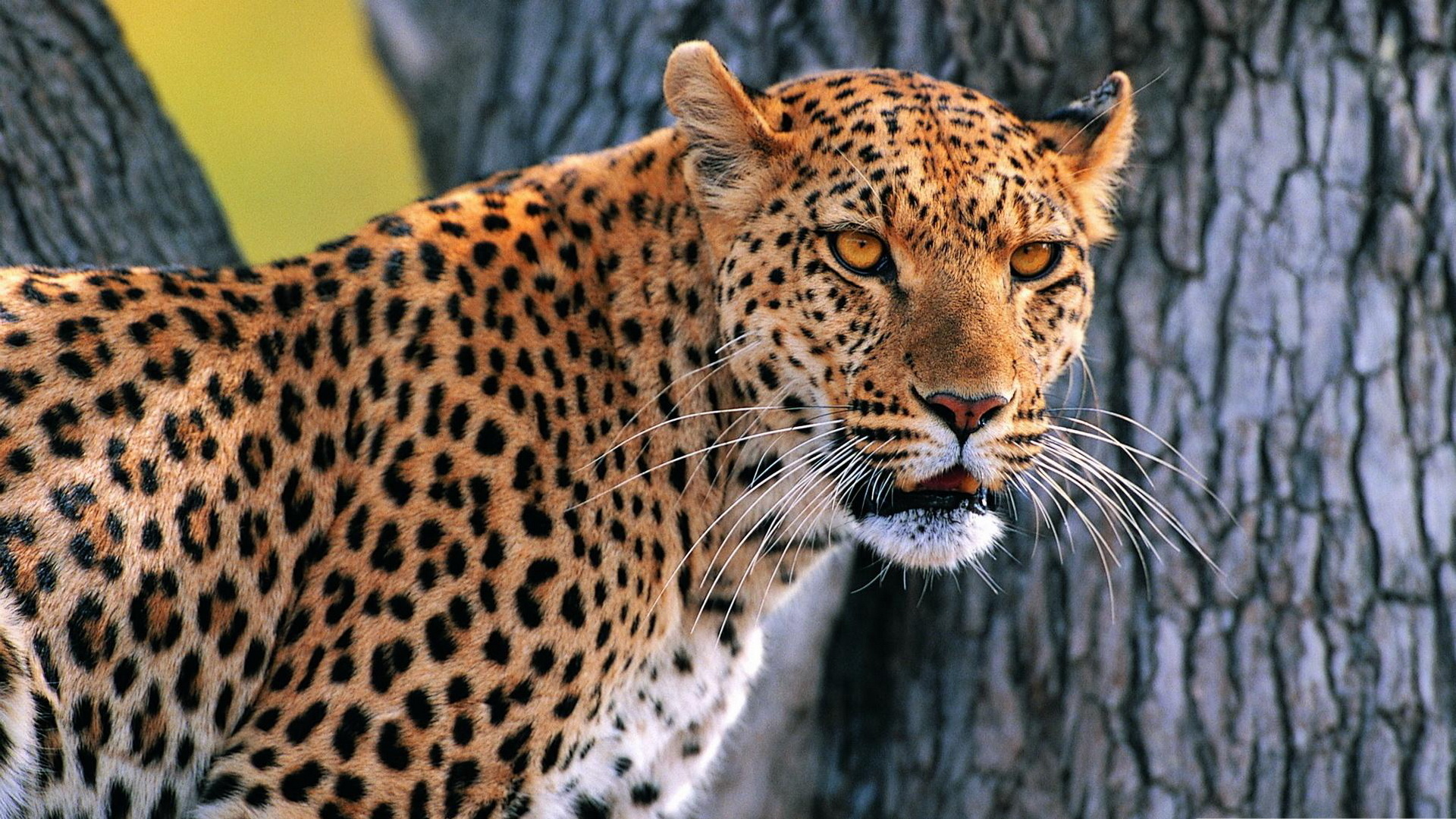 Download mobile wallpaper Leopard, Animal for free.