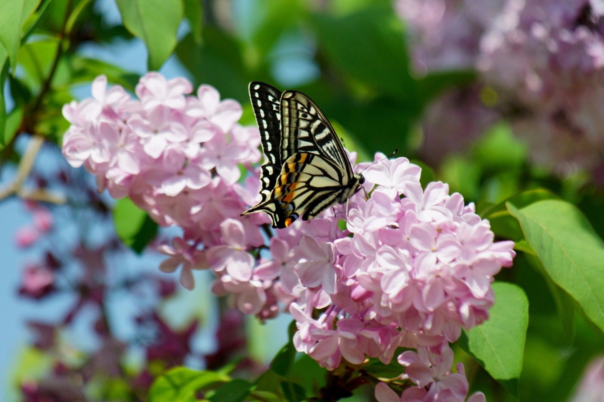 Descarga gratuita de fondo de pantalla para móvil de Animales, Flor, Flor Rosa, Mariposa.